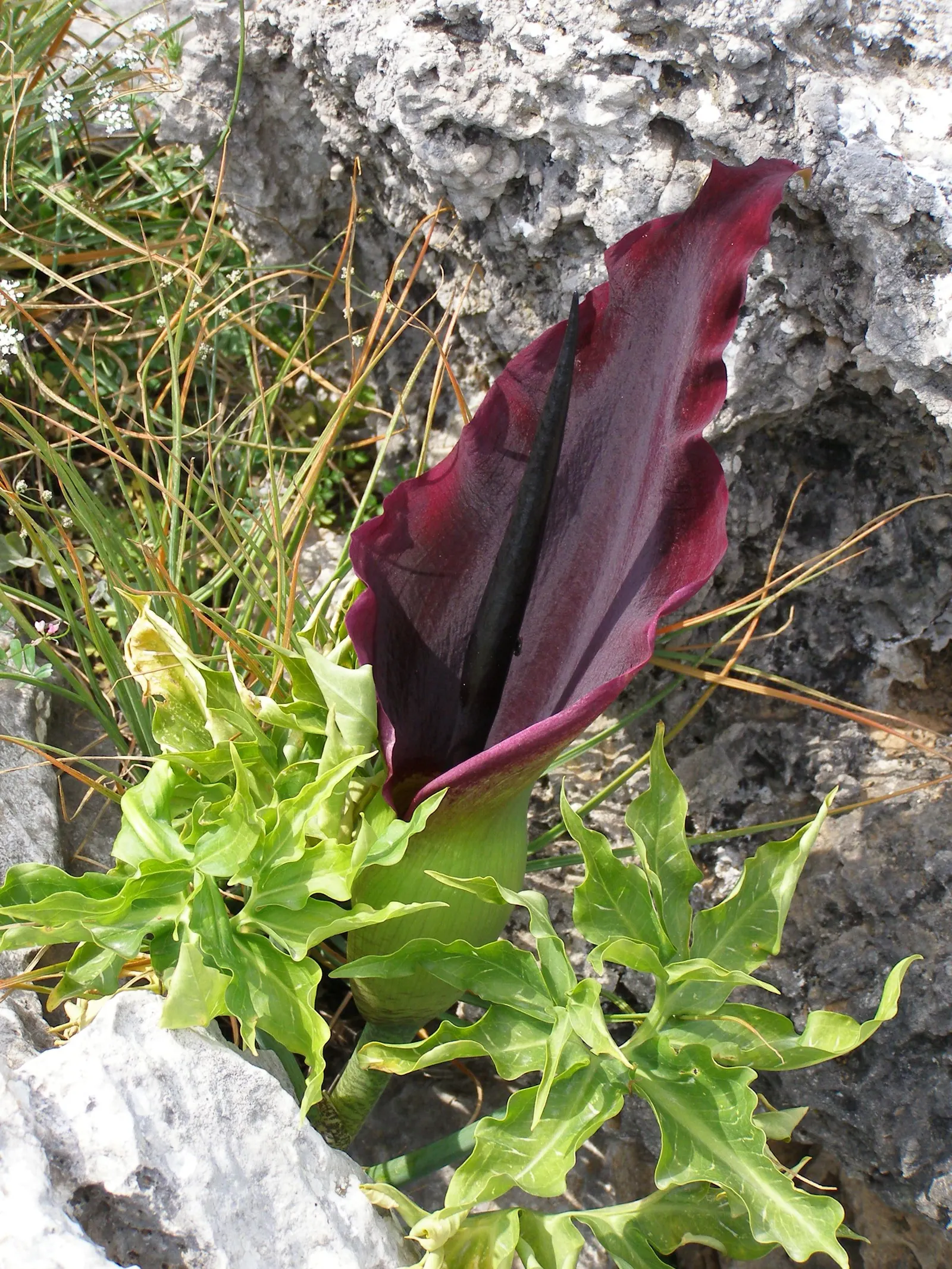 Dragon Lilly (Dracunculus Vulgaris) — which can reach up to 2 feet in height; purple and red flowers in the garden, image 56