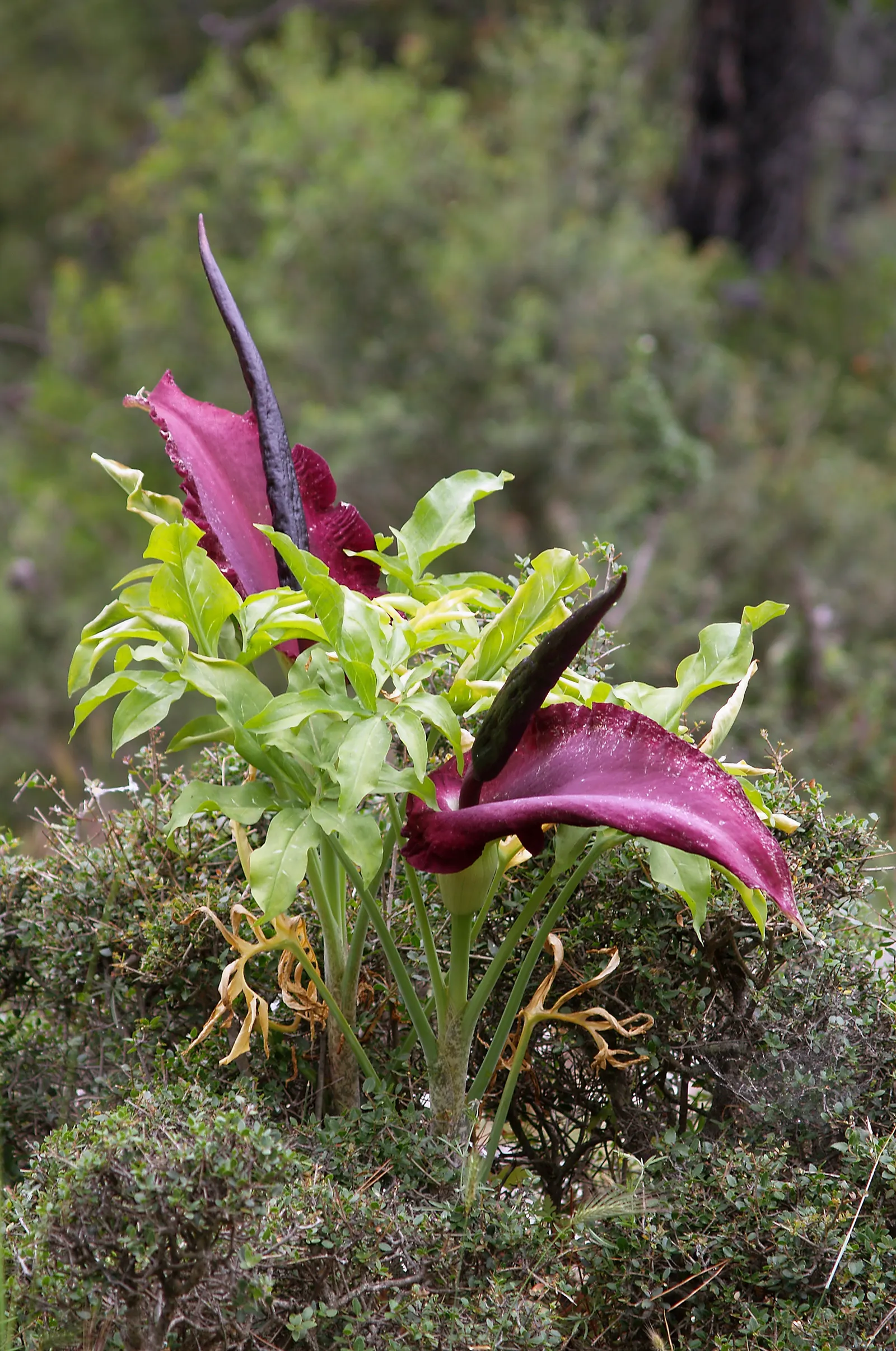 Dragon Lilly (Dracunculus Vulgaris) — is a striking and unusual perennial that makes a bold statement in any landscape design; commonly known as, image 54