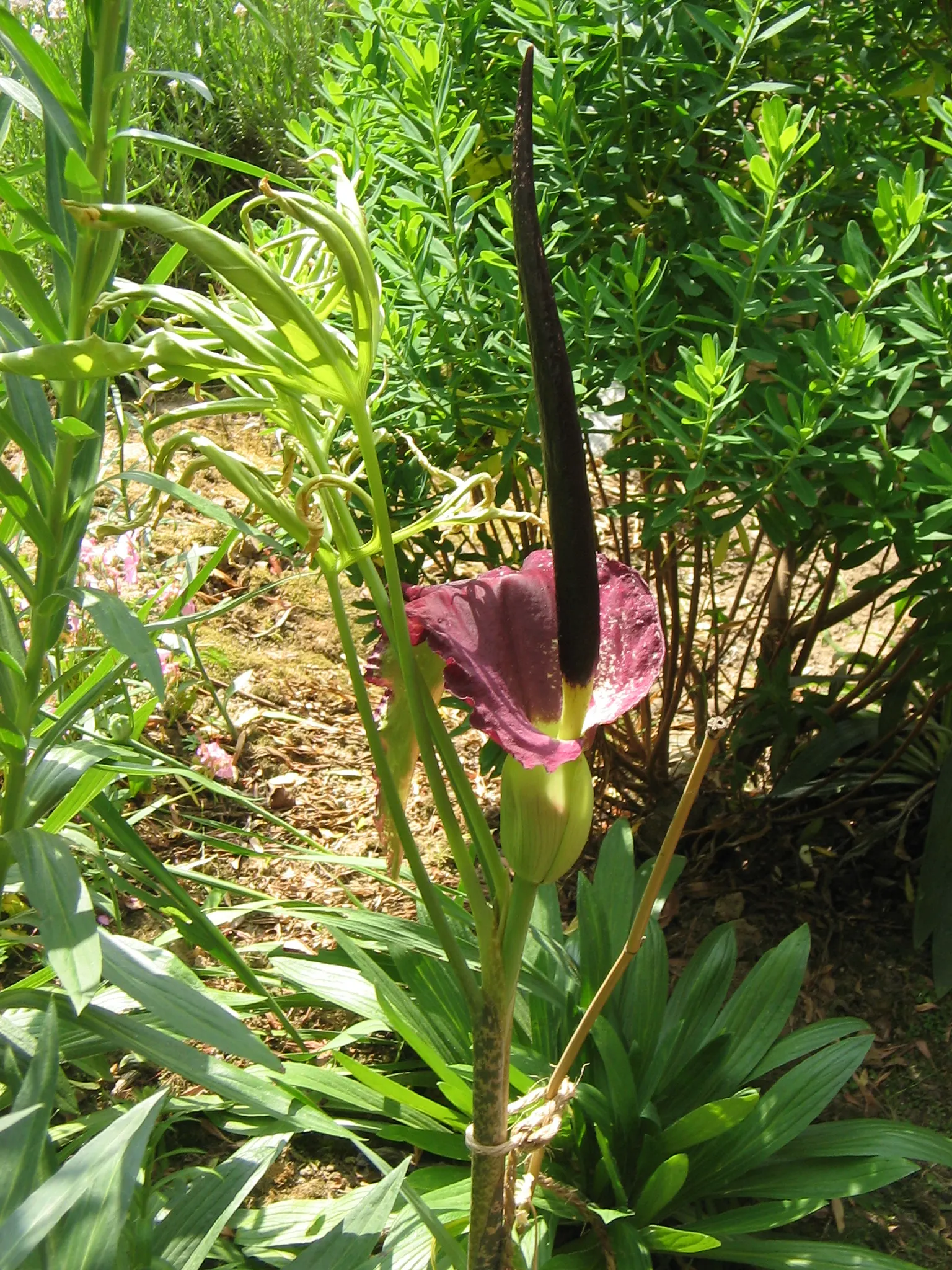 Dragon Lilly (Dracunculus Vulgaris) — They require a moderate amount of water; with regular watering necessary during the growing season, image 62