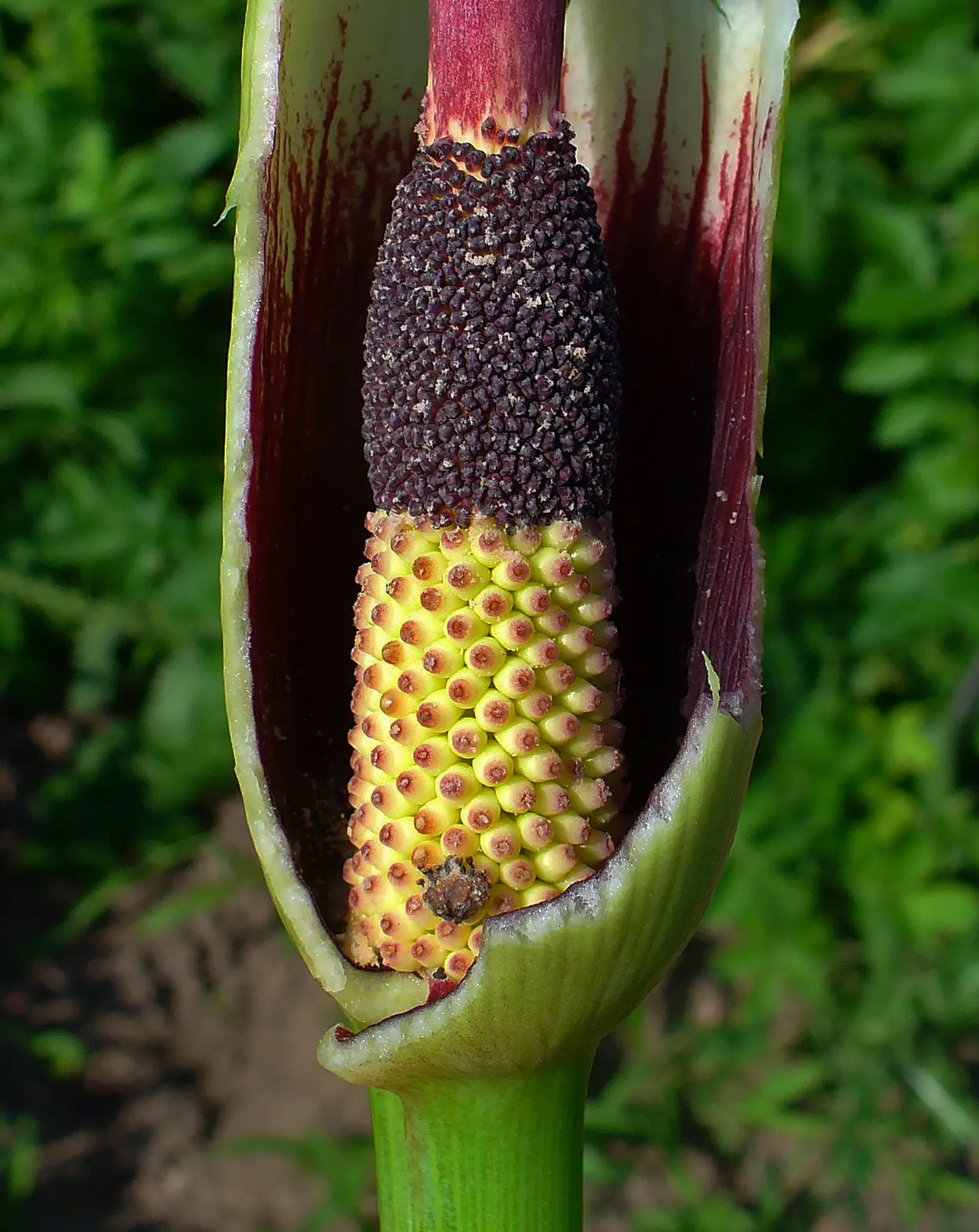 Dragon Lilly (Dracunculus Vulgaris) — it provides a strong visual impact.<br><br>In terms of growth requirements; this perennial's spathe wraps, image 60