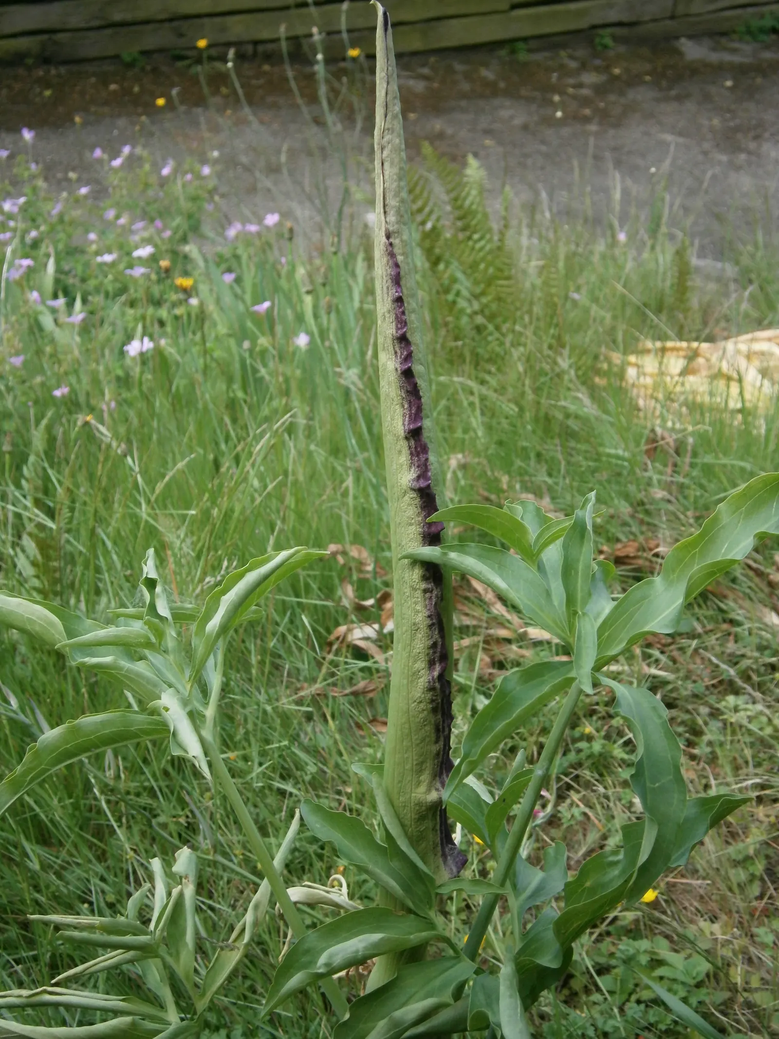 Dragon Lilly (Dracunculus Vulgaris) — purple and red flowers in the garden