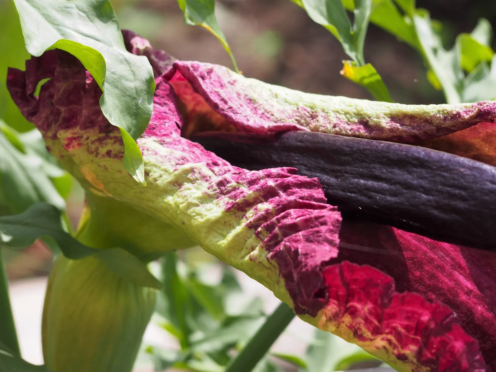 Dragon Lilly (Dracunculus Vulgaris) — captivates with its dramatic