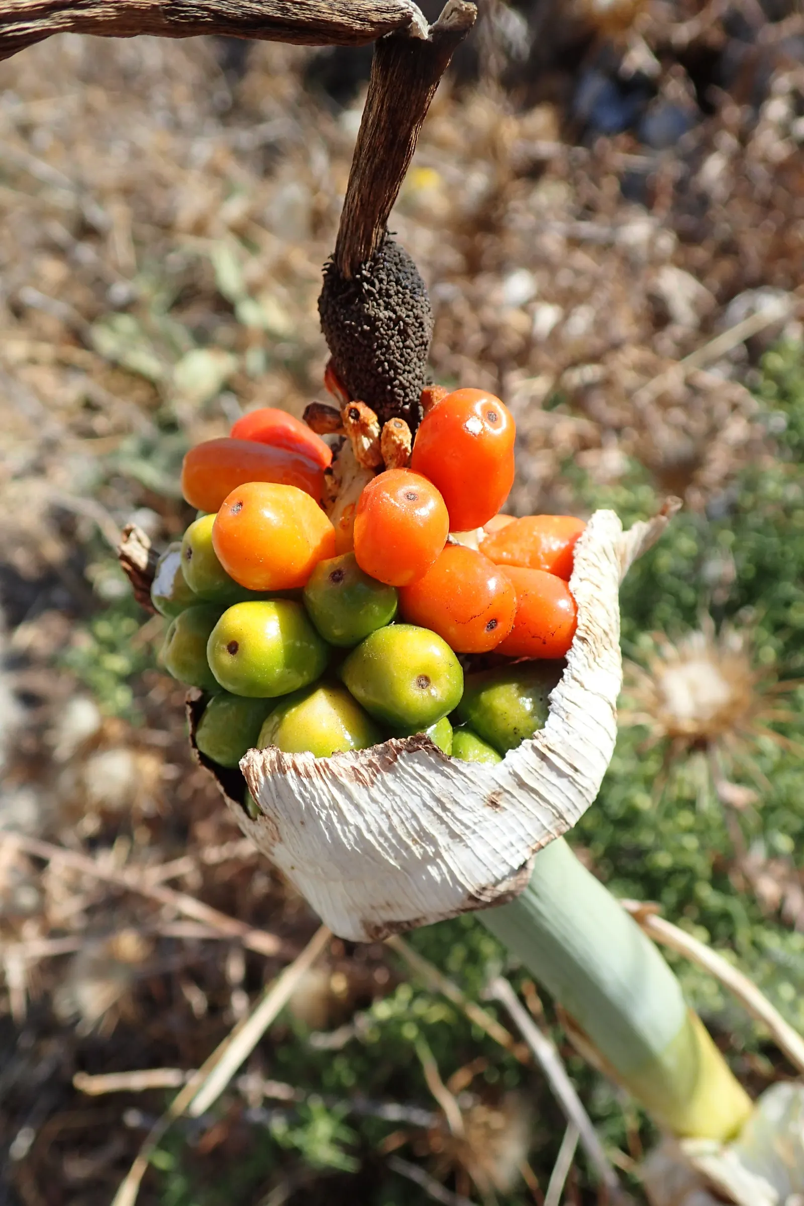 Dragon Lilly (Dracunculus Vulgaris) — perennial for full or half