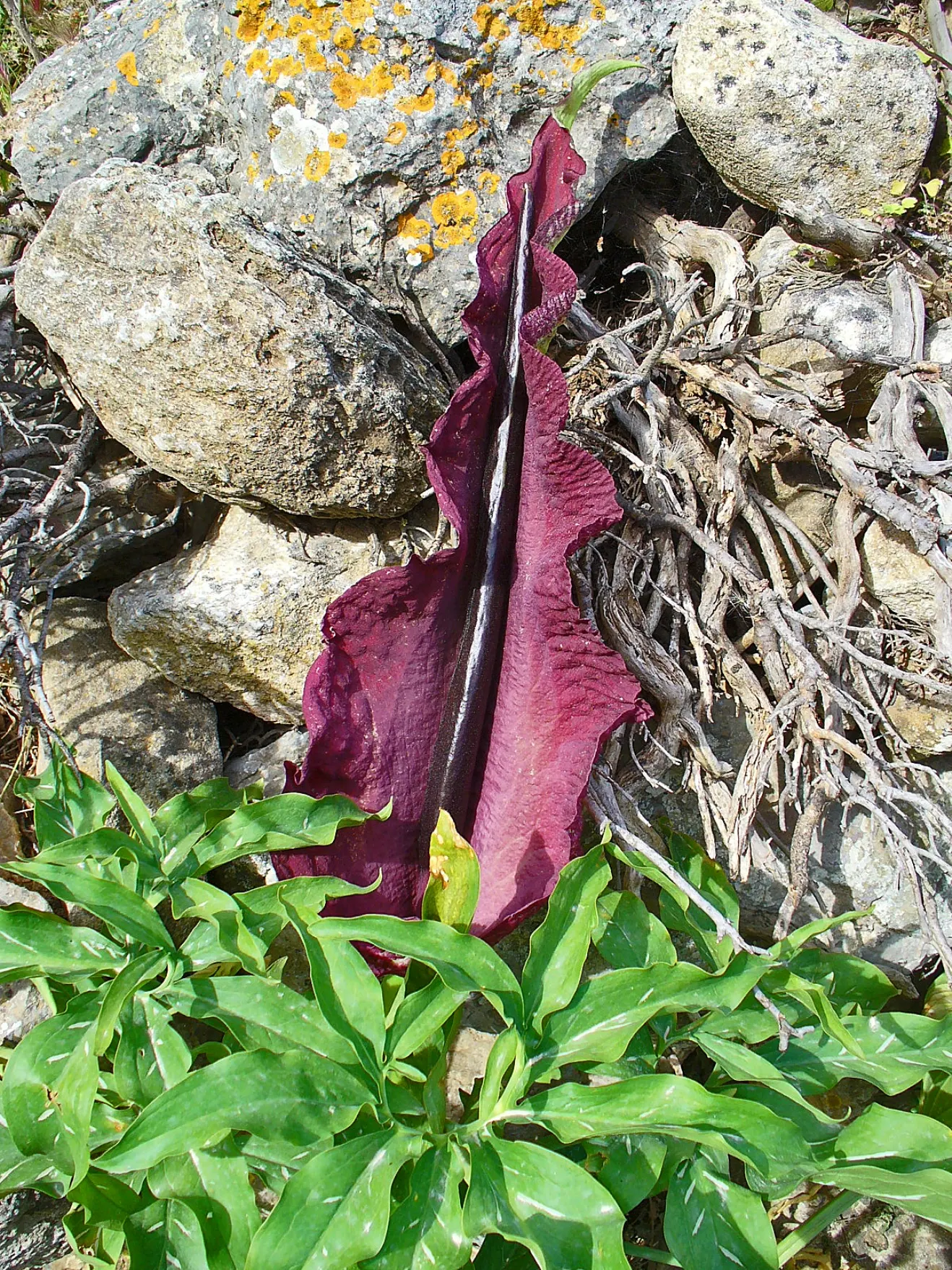 Dragon Lilly (Dracunculus Vulgaris) — usually in late spring to early summer; the Dragon Lily is fairly low-maintenance, image 59