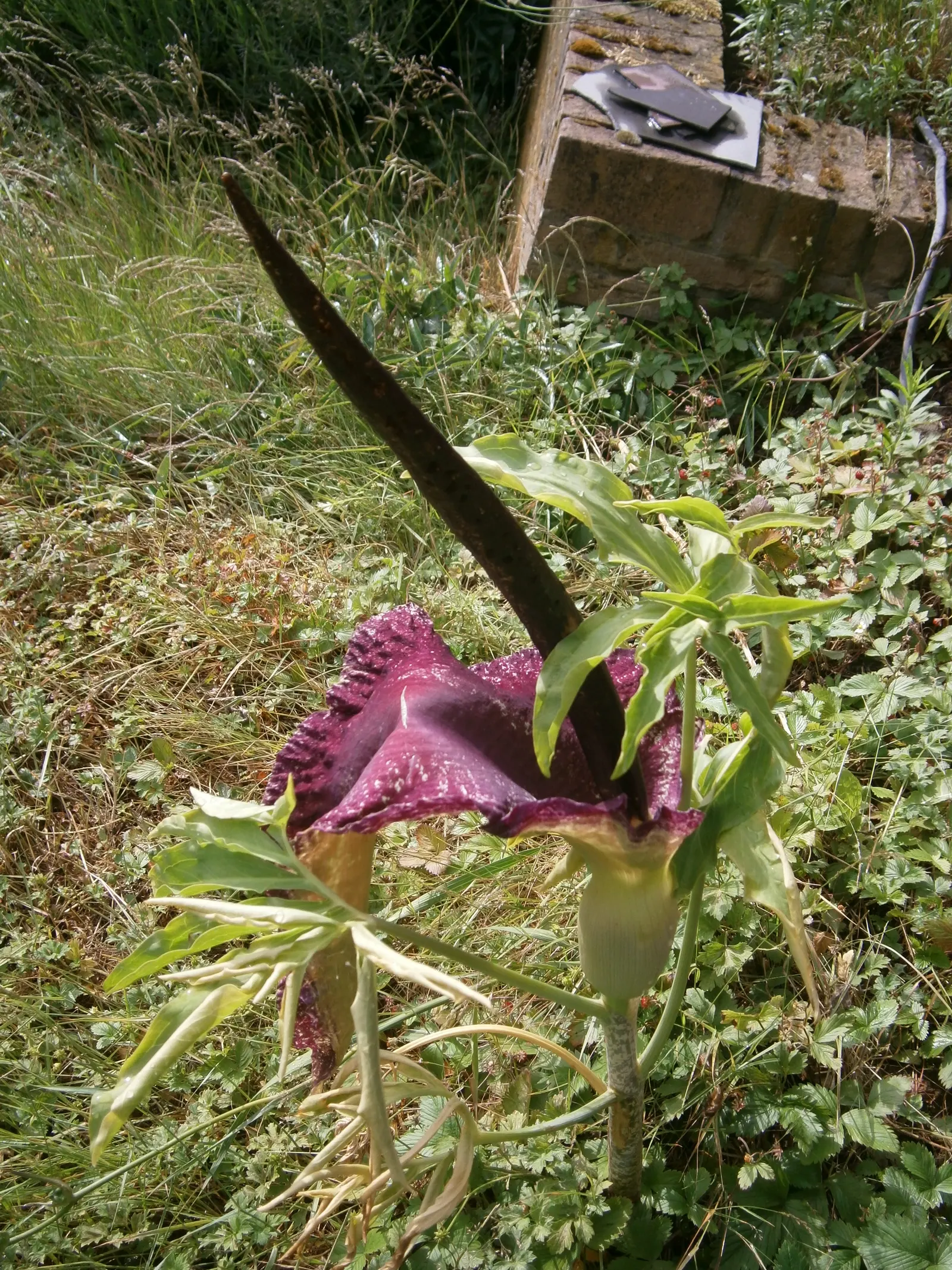 Dragon Lilly (Dracunculus Vulgaris) — captivates with its dramatic; it thrives in USDA zones 5-9, preferring partial shade and well-drained soil