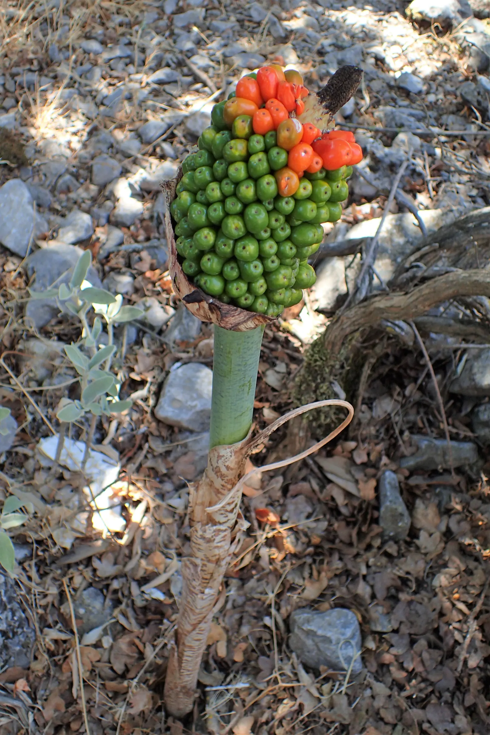 Dragon Lilly (Dracunculus Vulgaris) — and less frequent once the plant has gone dormant in the fall