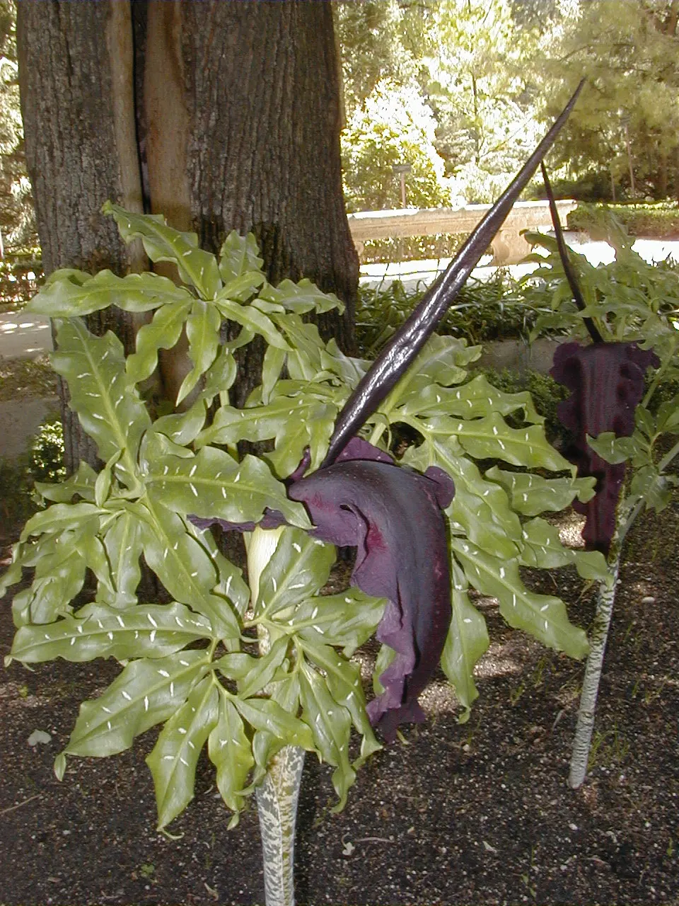 Dragon Lilly (Dracunculus Vulgaris) — They require a moderate amount of water