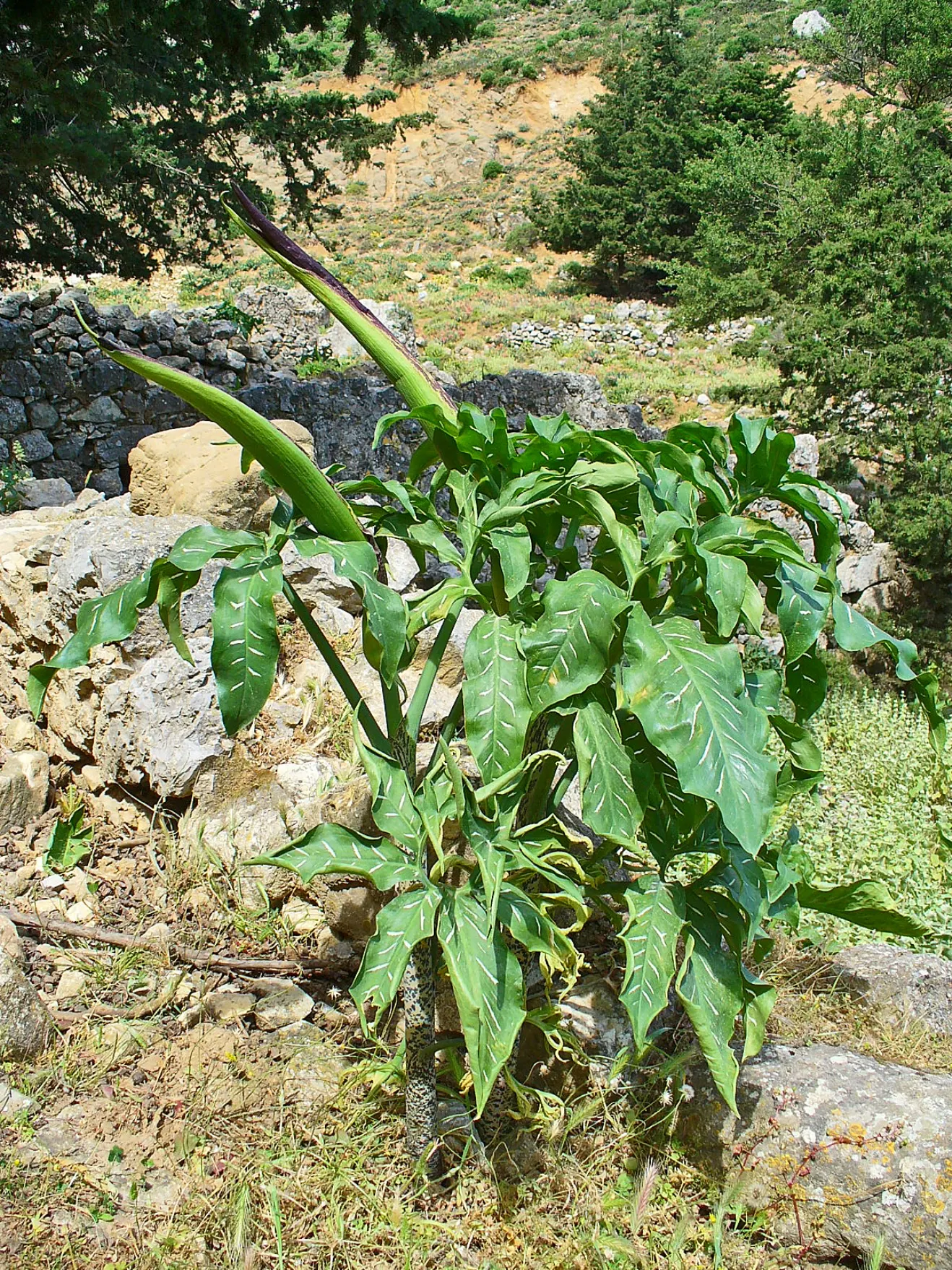 Dragon Lilly (Dracunculus Vulgaris) — The flower consists of a deep maroon to nearly black spathe that wraps around a central
