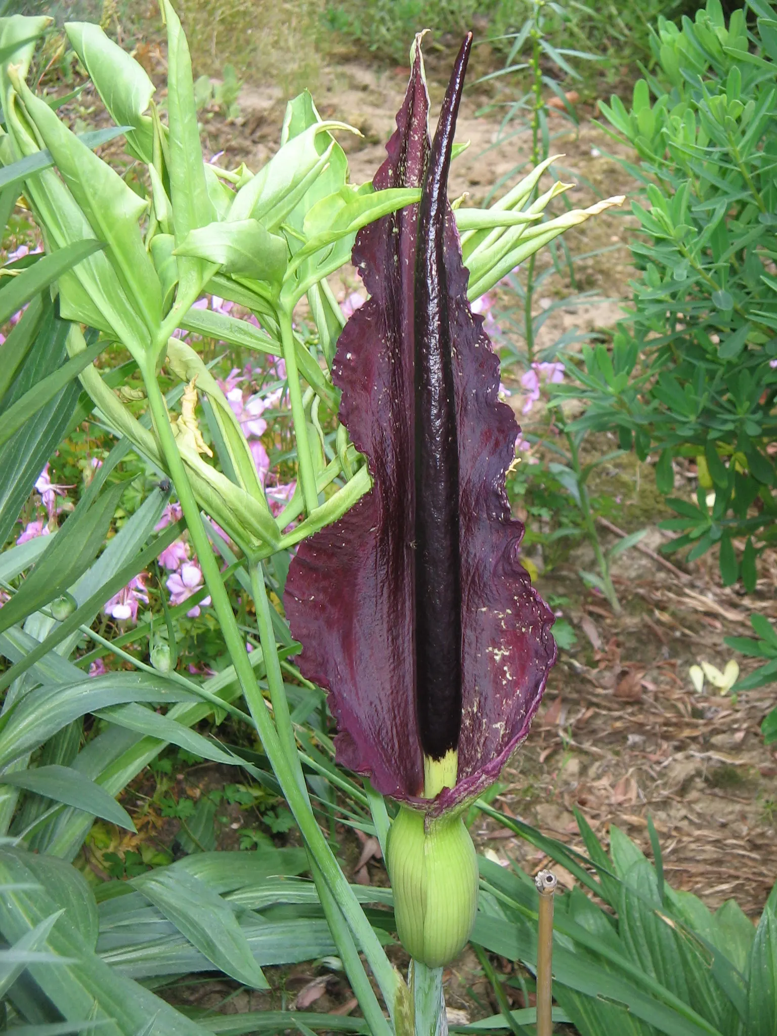 Dragon Lilly (Dracunculus Vulgaris) — Dragon Lilies prefer full sun to partial shade and thrive in well-drained soil