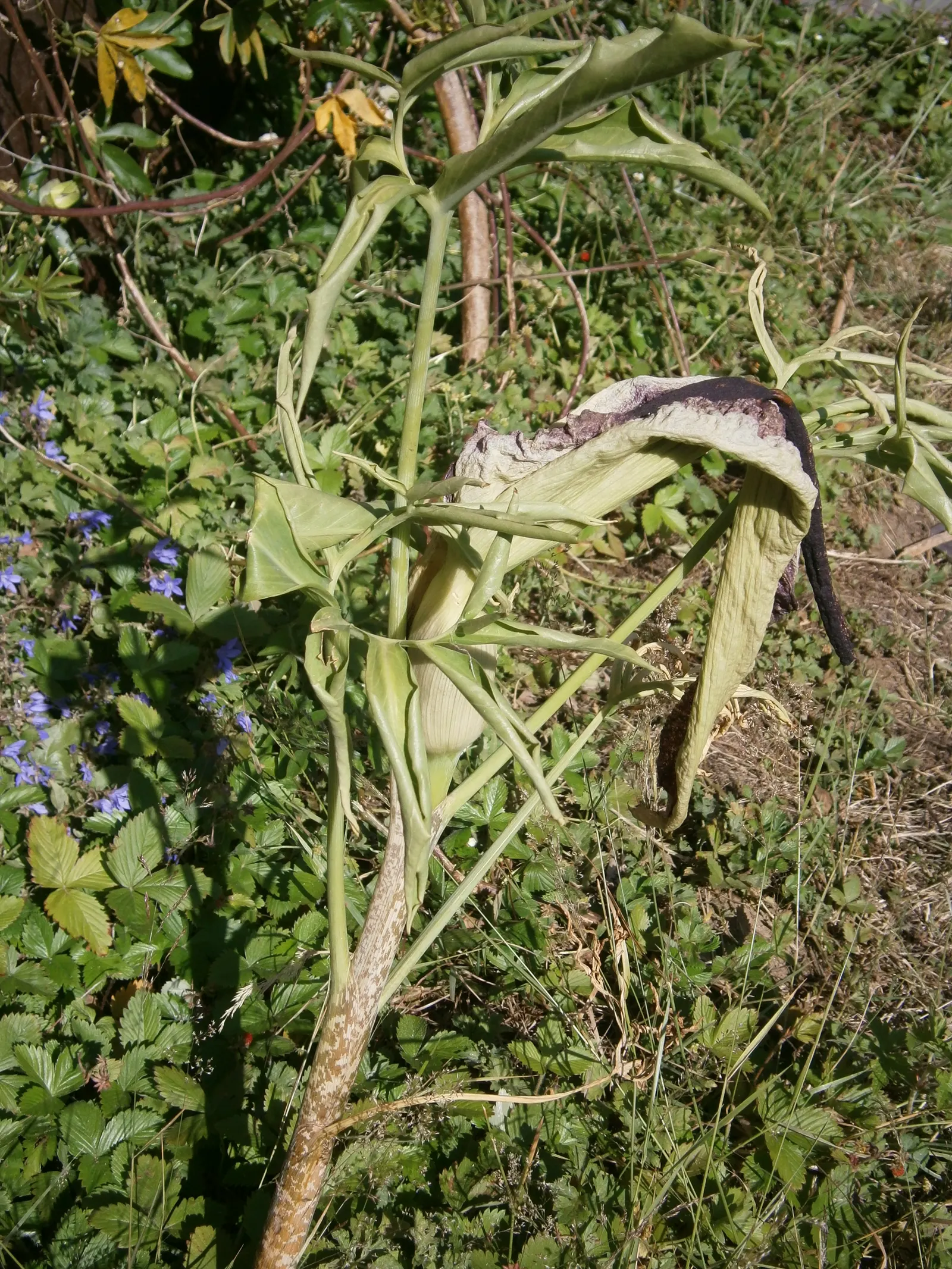 Dragon Lilly (Dracunculus Vulgaris) — commonly known as Dragon Lily or Voodoo Lily; perennial for full or half