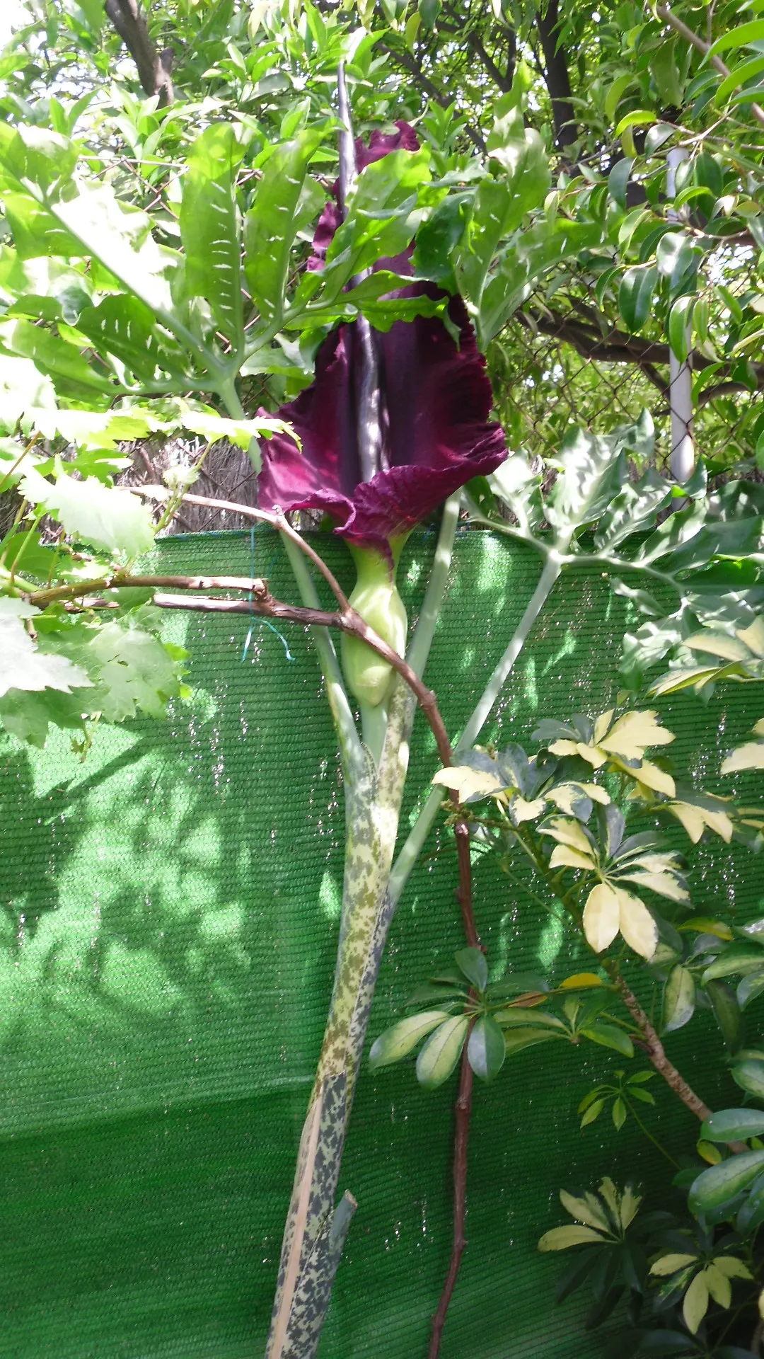 Dragon Lilly (Dracunculus Vulgaris) — is a striking and unusual perennial that makes a bold statement in any landscape design