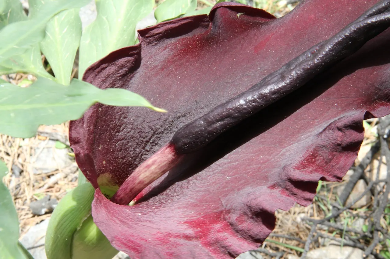 Dragon Lilly (Dracunculus Vulgaris) — captivates with its dramatic; it thrives in USDA zones 5-9, preferring partial shade and well-drained soil, image 47