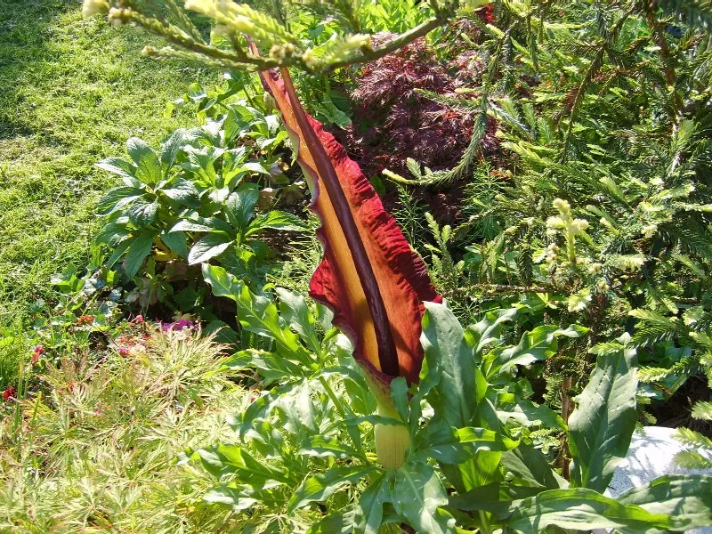 Dragon Lilly (Dracunculus Vulgaris) — It thrives in USDA zones 5-9, preferring partial shade and well-drained soil; singular maroon bloom that can, image 50