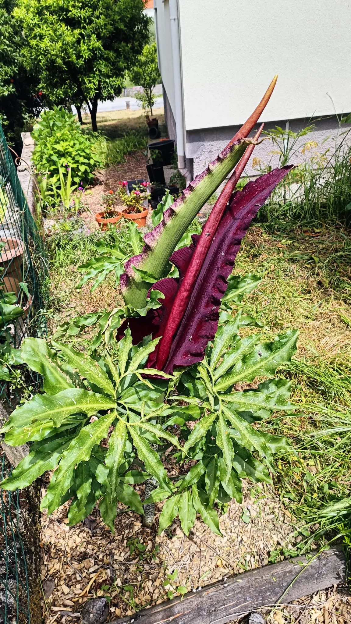 Dragon Lilly (Dracunculus Vulgaris) — The flower consists of a deep maroon to nearly black spathe that wraps around a central; the plant spreads slowly via