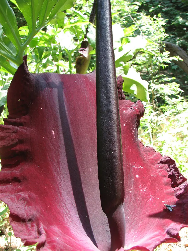 Dragon Lilly (Dracunculus Vulgaris) — which can reach up to 2 feet in height; purple and red flowers in the garden