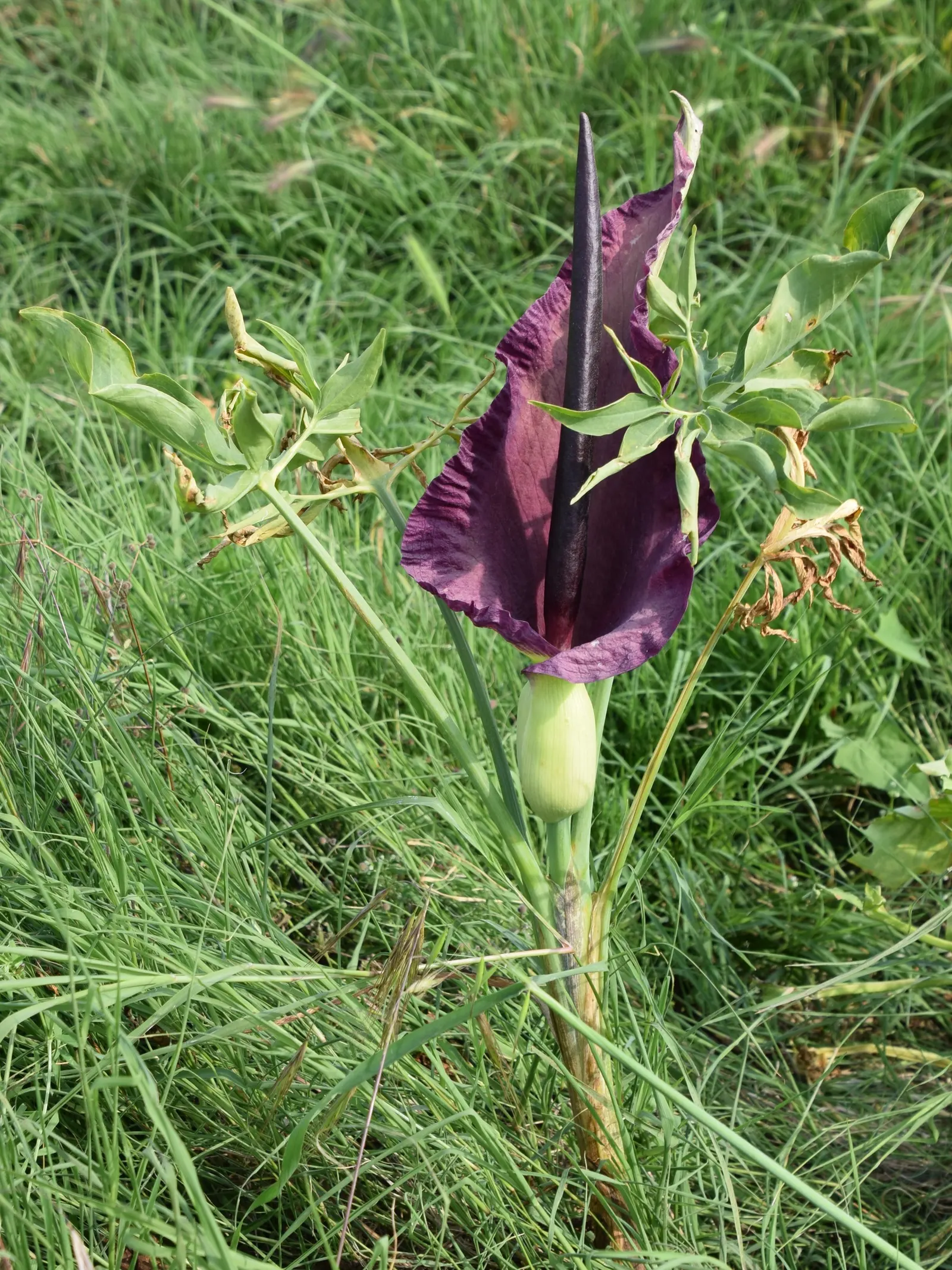 Dragon Lilly (Dracunculus Vulgaris) — it provides a strong visual impact.<br><br>In terms of growth requirements