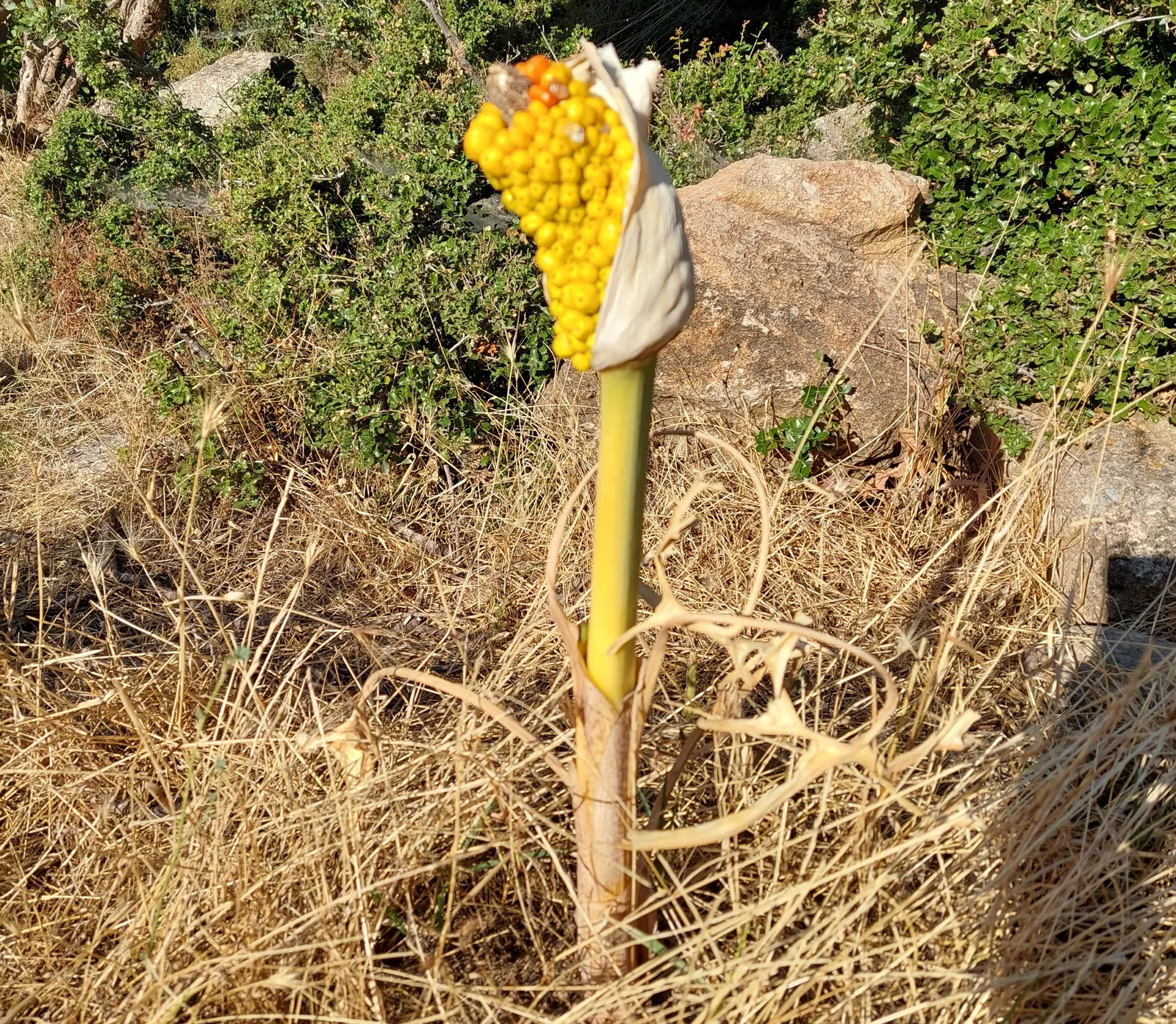 Dragon Lilly (Dracunculus Vulgaris) — with regular watering necessary during the growing season; captivates with its dramatic