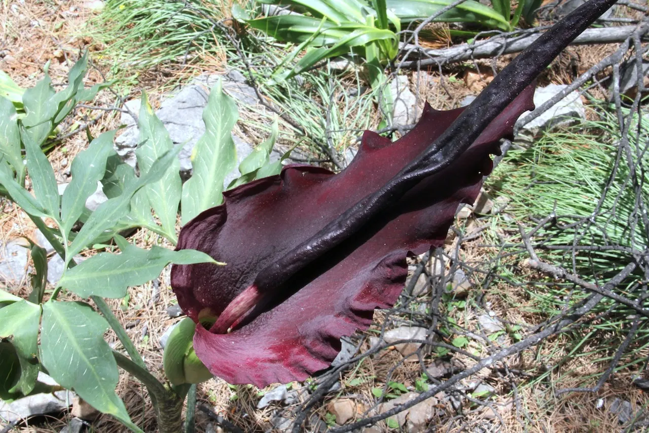 Dragon Lilly (Dracunculus Vulgaris) — commonly known as Dragon Lily or Voodoo Lily