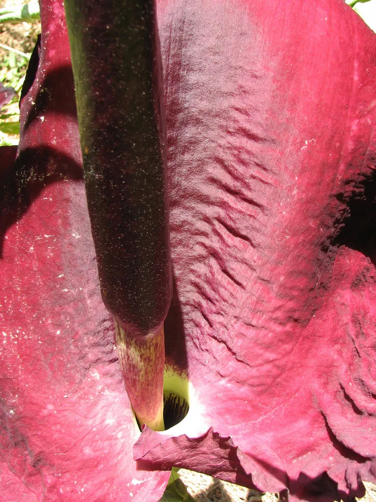 Dragon Lilly (Dracunculus Vulgaris) — low-maintenance choice for accent features in a temperate garden; they require a moderate amount of water