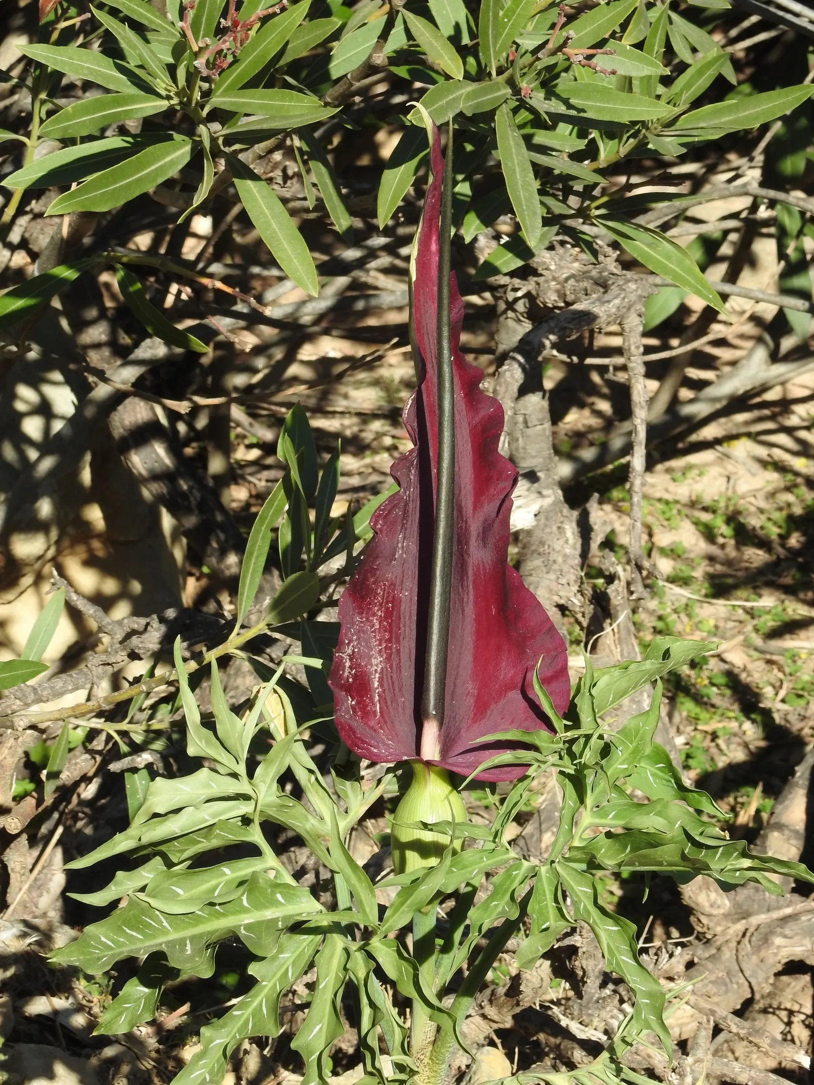 Dragon Lilly (Dracunculus Vulgaris) — The plant spreads slowly via underground corms; somewhat unpleasant odor when in bloom