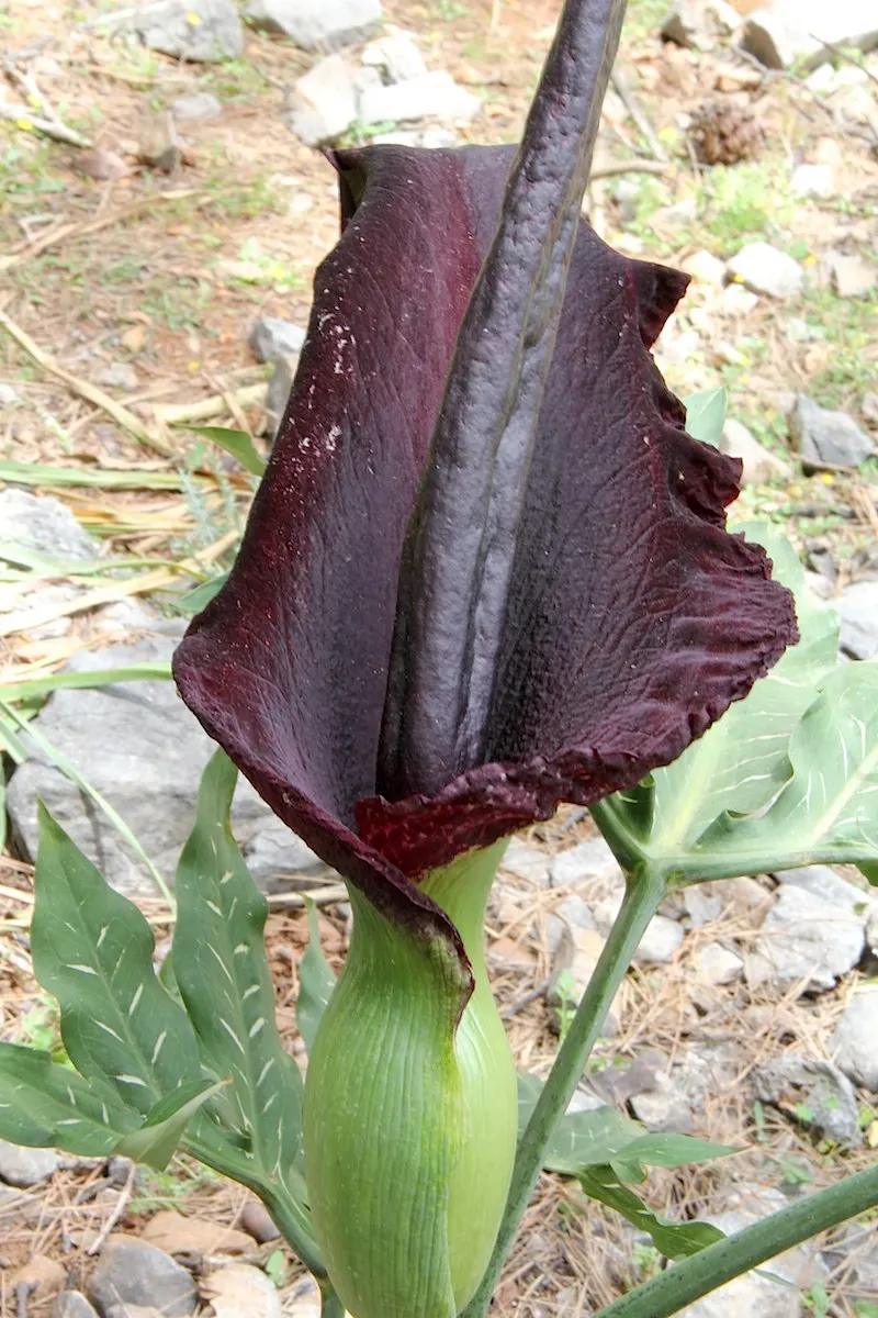 Dragon Lilly (Dracunculus Vulgaris) — low-maintenance choice for accent features in a temperate garden; they require a moderate amount of water, image 52