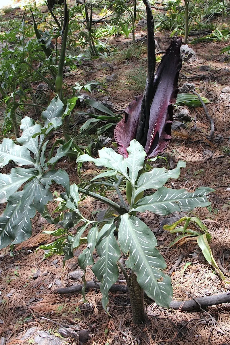 Dragon Lilly (Dracunculus Vulgaris) — Dragon Lilies prefer full sun to partial shade and thrive in well-drained soil; which can reach up to 2 feet, image 61