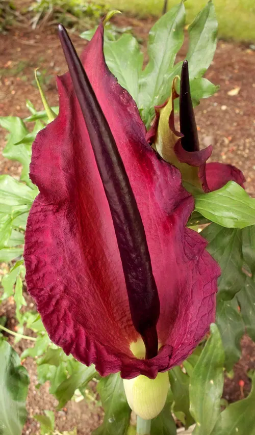Dragon Lilly (Dracunculus Vulgaris) — and less frequent once the plant has gone dormant in the fall; is a striking and unusual perennial that makes, image 64