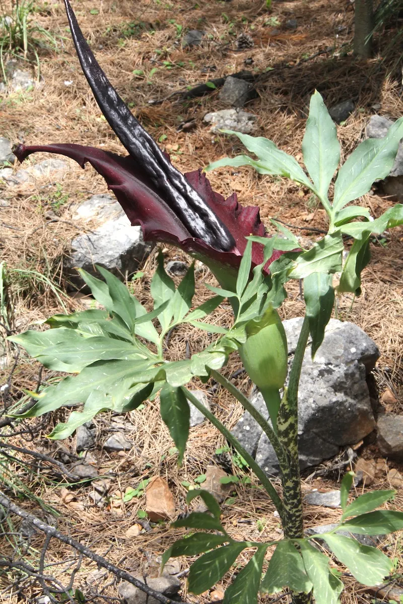 Dragon Lilly (Dracunculus Vulgaris) — The flower consists of a deep maroon to nearly black spathe that wraps around a central; the plant spreads, image 57