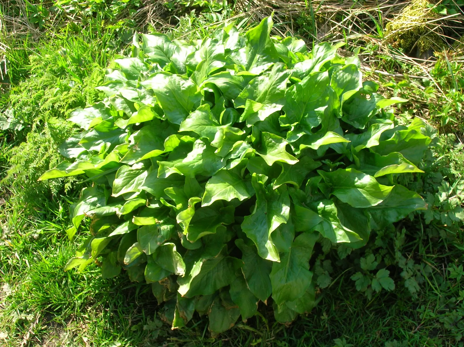 Dragon Lilly (Dracunculus Vulgaris) — It thrives in USDA zones 5-9, preferring partial shade and well-drained soil; singular maroon bloom that can reach up to