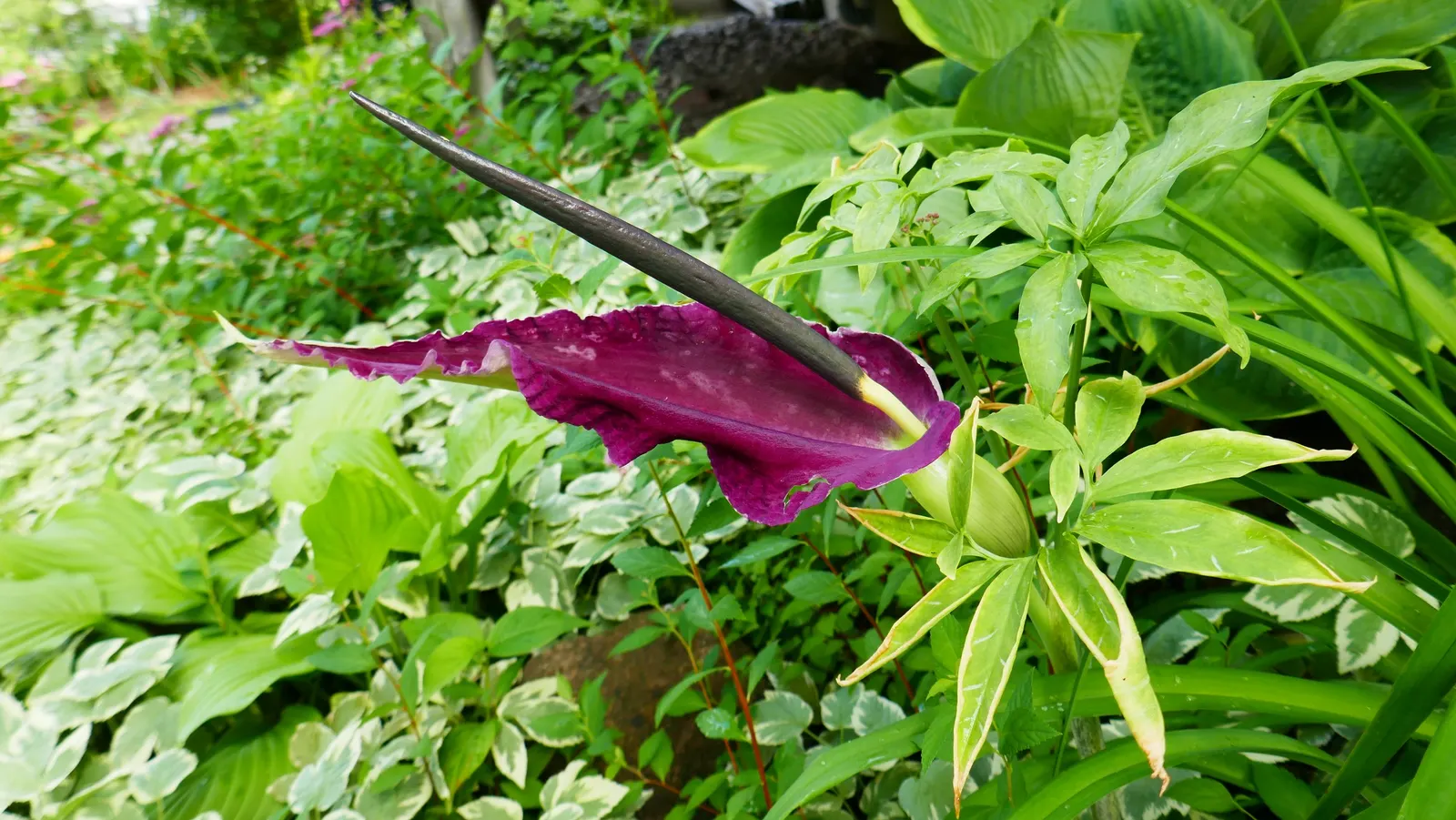 Dragon Lilly (Dracunculus Vulgaris) — with regular watering necessary during the growing season; captivates with its dramatic, image 63