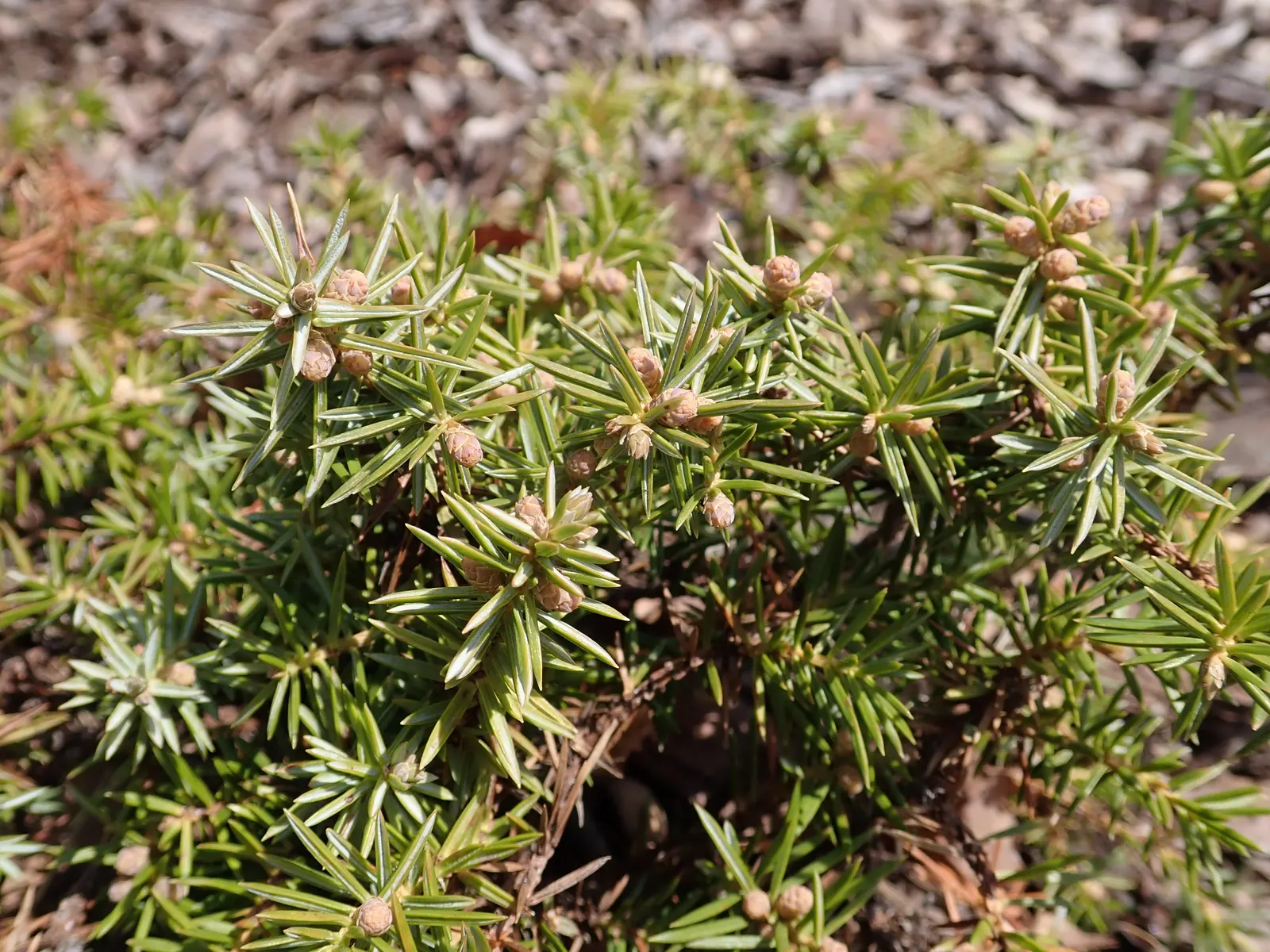 Shore Juniper (Juniperus Conferta) — scientifically named Juniperus conferta; or accentuating retaining walls with its cascading foliage