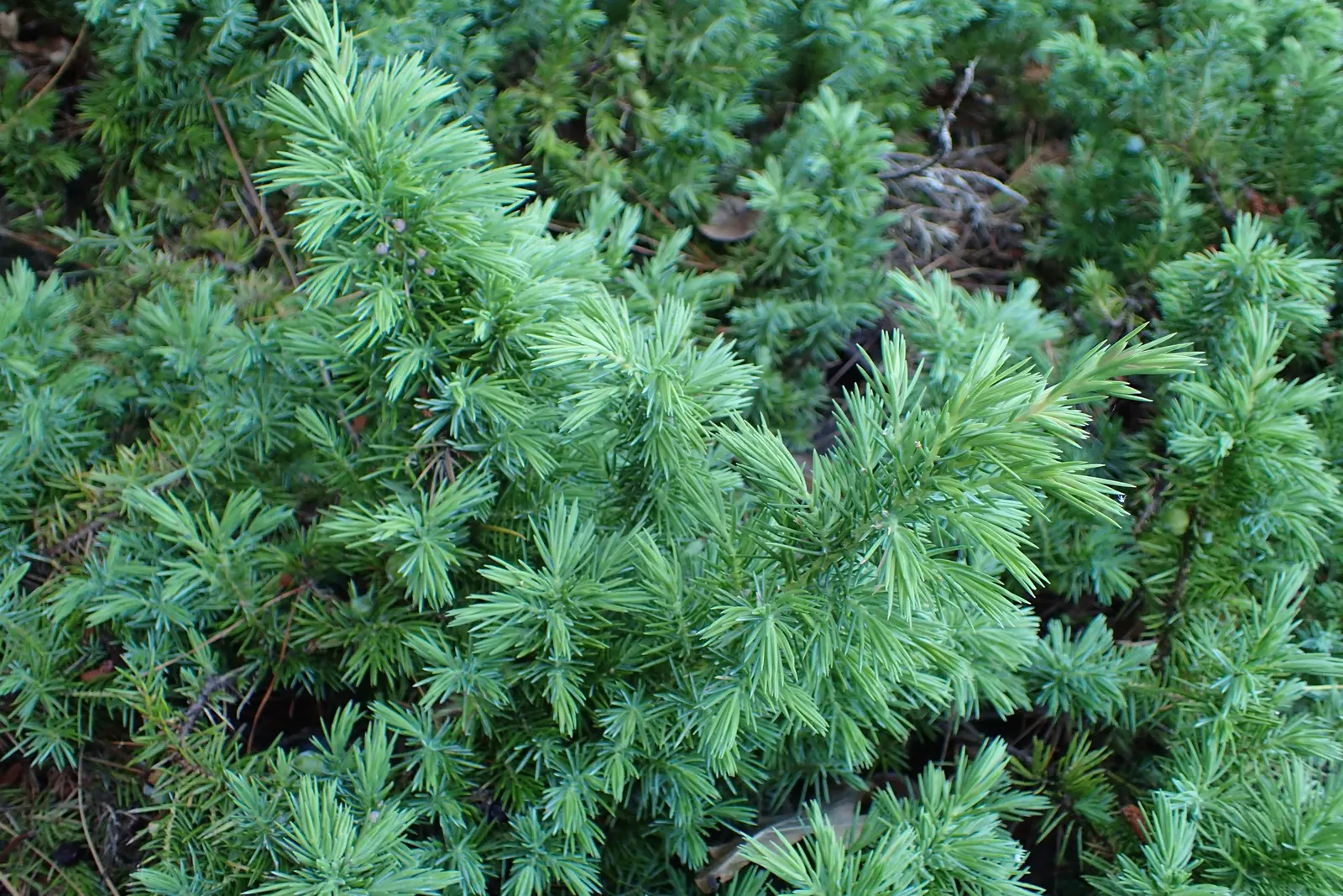 Shore Juniper (Juniperus Conferta) — The Shore Juniper, Juniperus conferta, is a robust, sprawling evergreen conifer ideal for ground cover; making it an