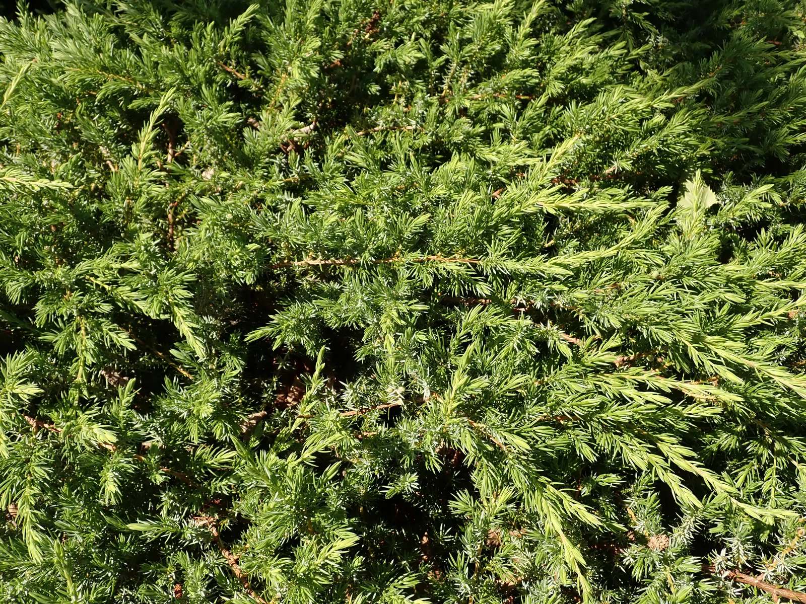 Shore Juniper (Juniperus Conferta) — making it an excellent choice for erosion control or rock gardens, image 25