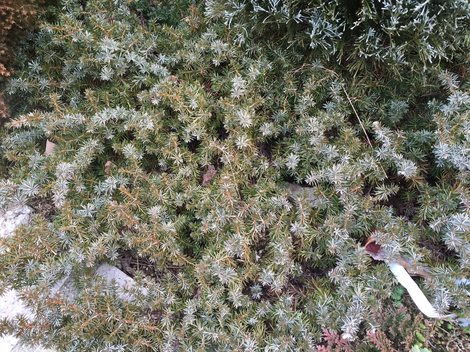 Shore Juniper (Juniperus Conferta) — scientifically named Juniperus conferta