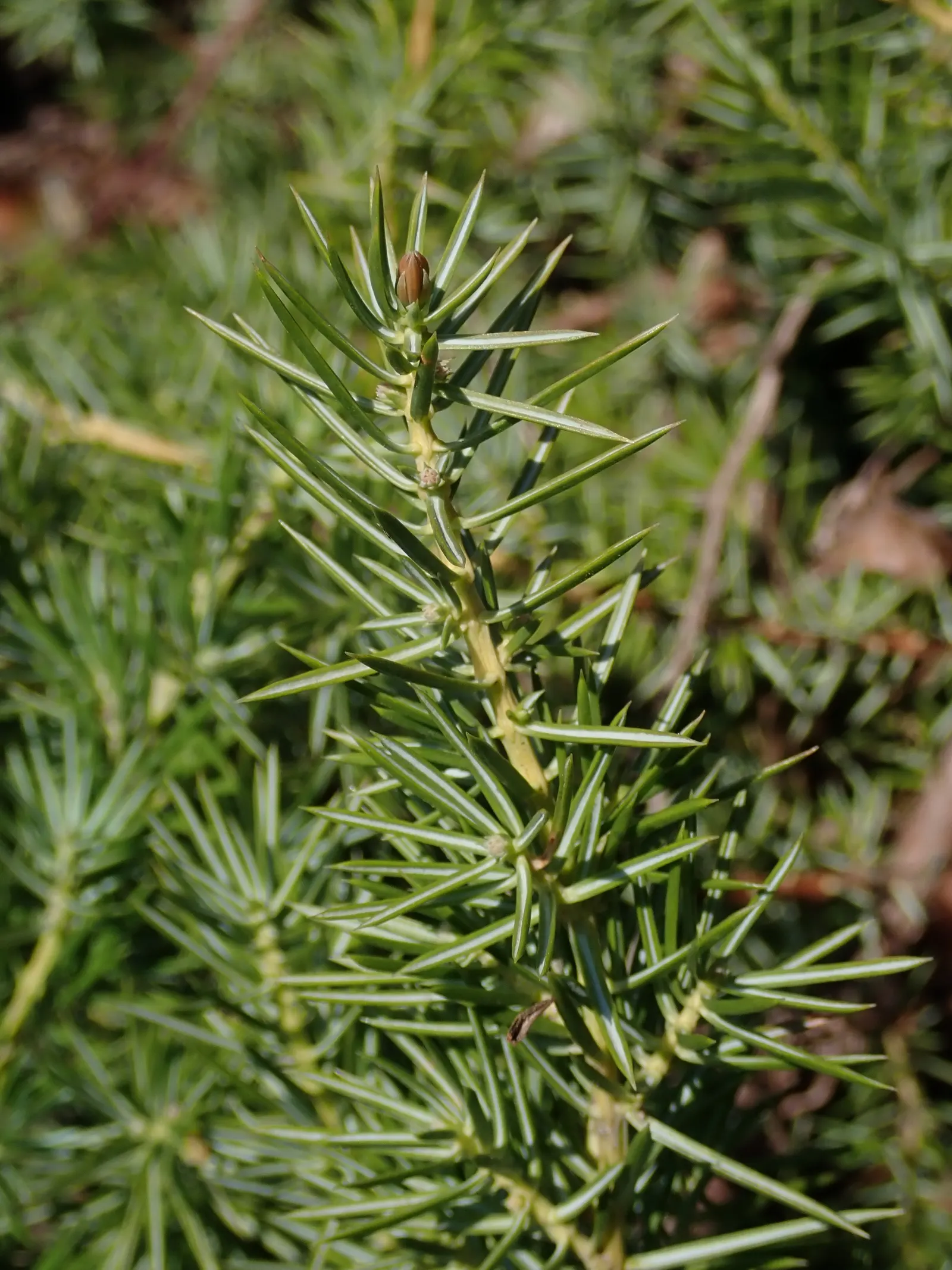 Shore Juniper (Juniperus Conferta) — especially to avoid root rot in wetter climates