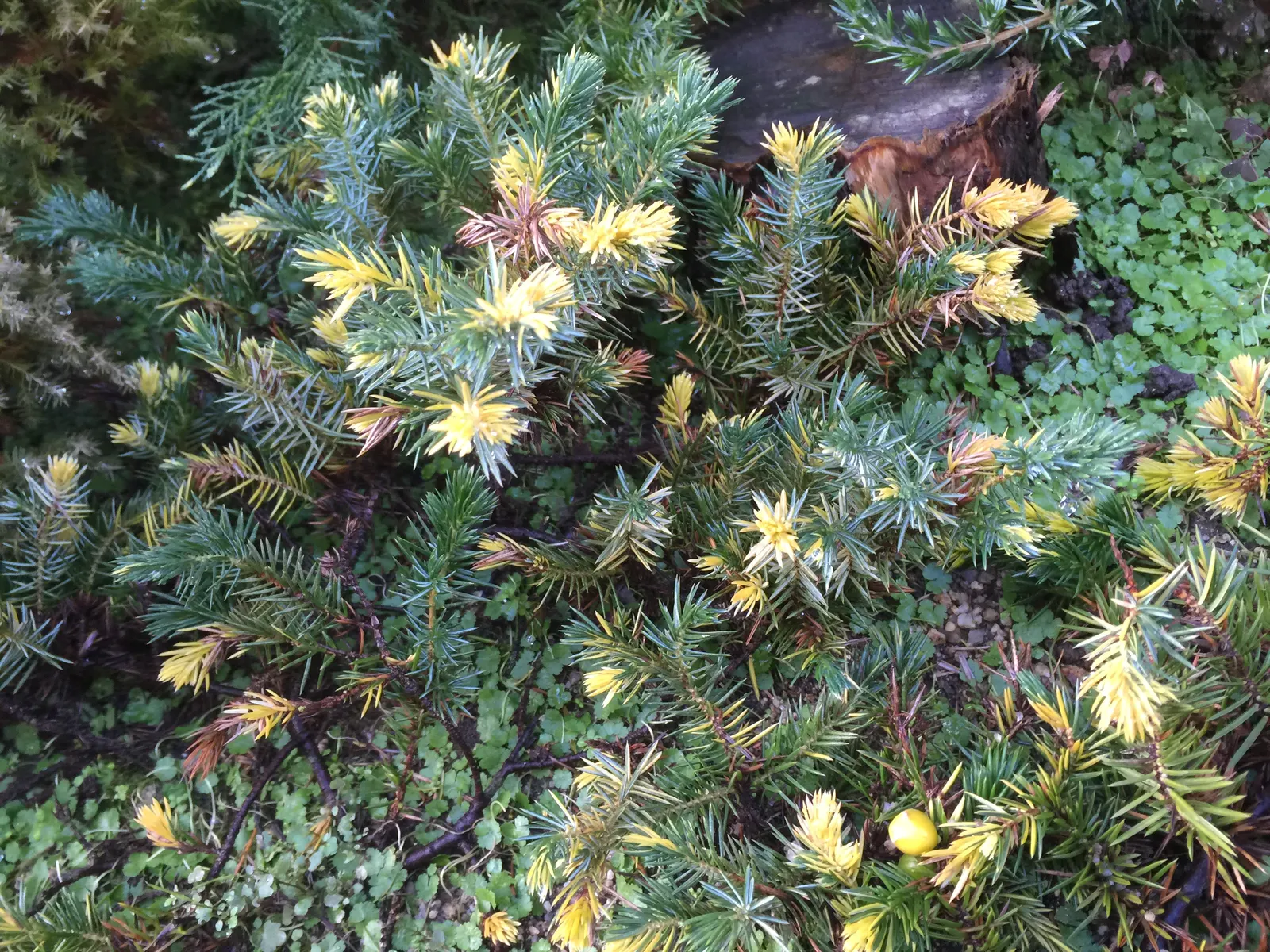 Shore Juniper (Juniperus Conferta) — Its resilient nature and attractive appearance make Juniperus conferta a staple in landscape design
