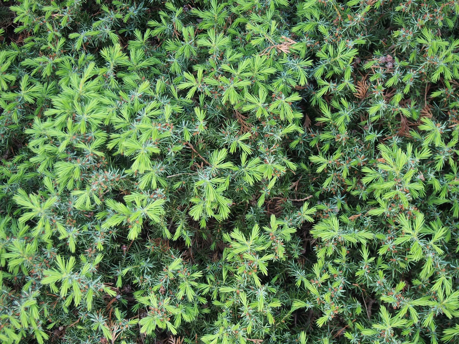 Shore Juniper (Juniperus Conferta) — Its branches sweep low and wide; making it an excellent choice for erosion control or rock gardens