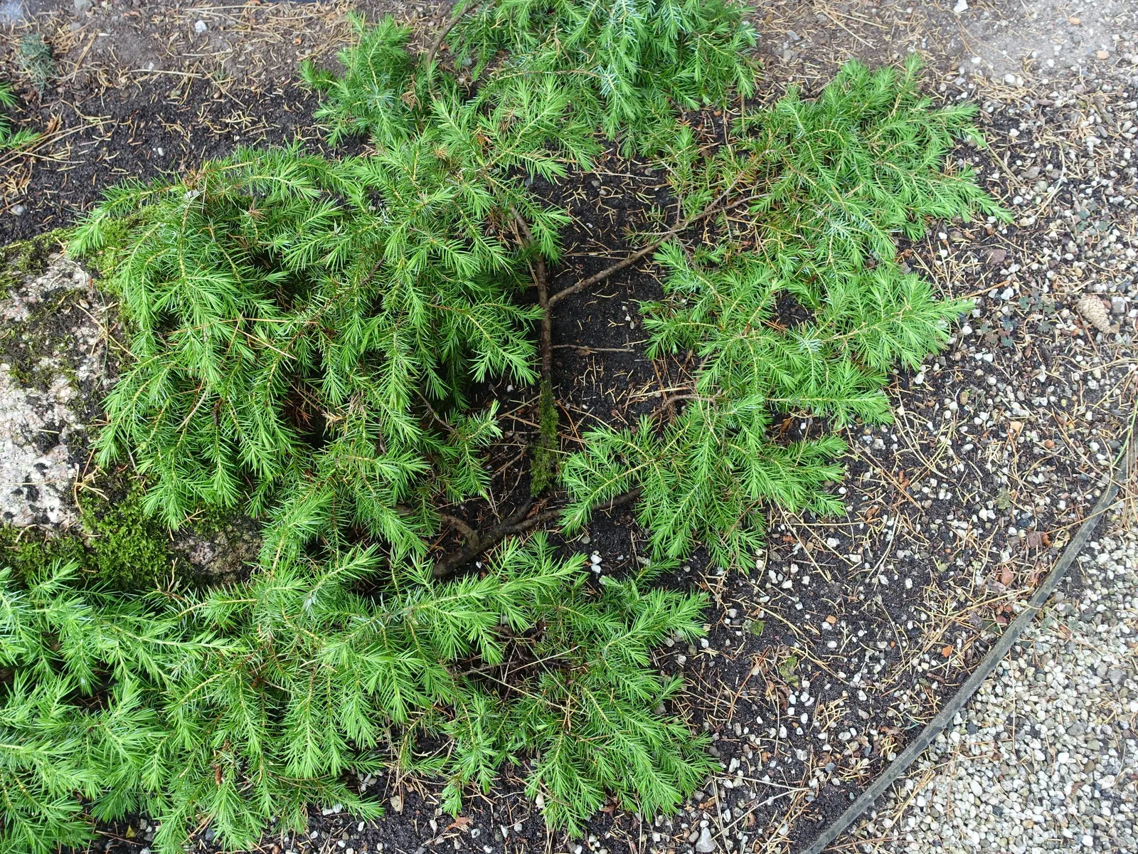 Shore Juniper (Juniperus Conferta) — Shore Juniper is a perfect selection for covering larger areas; making it an excellent choice for erosion control or rock
