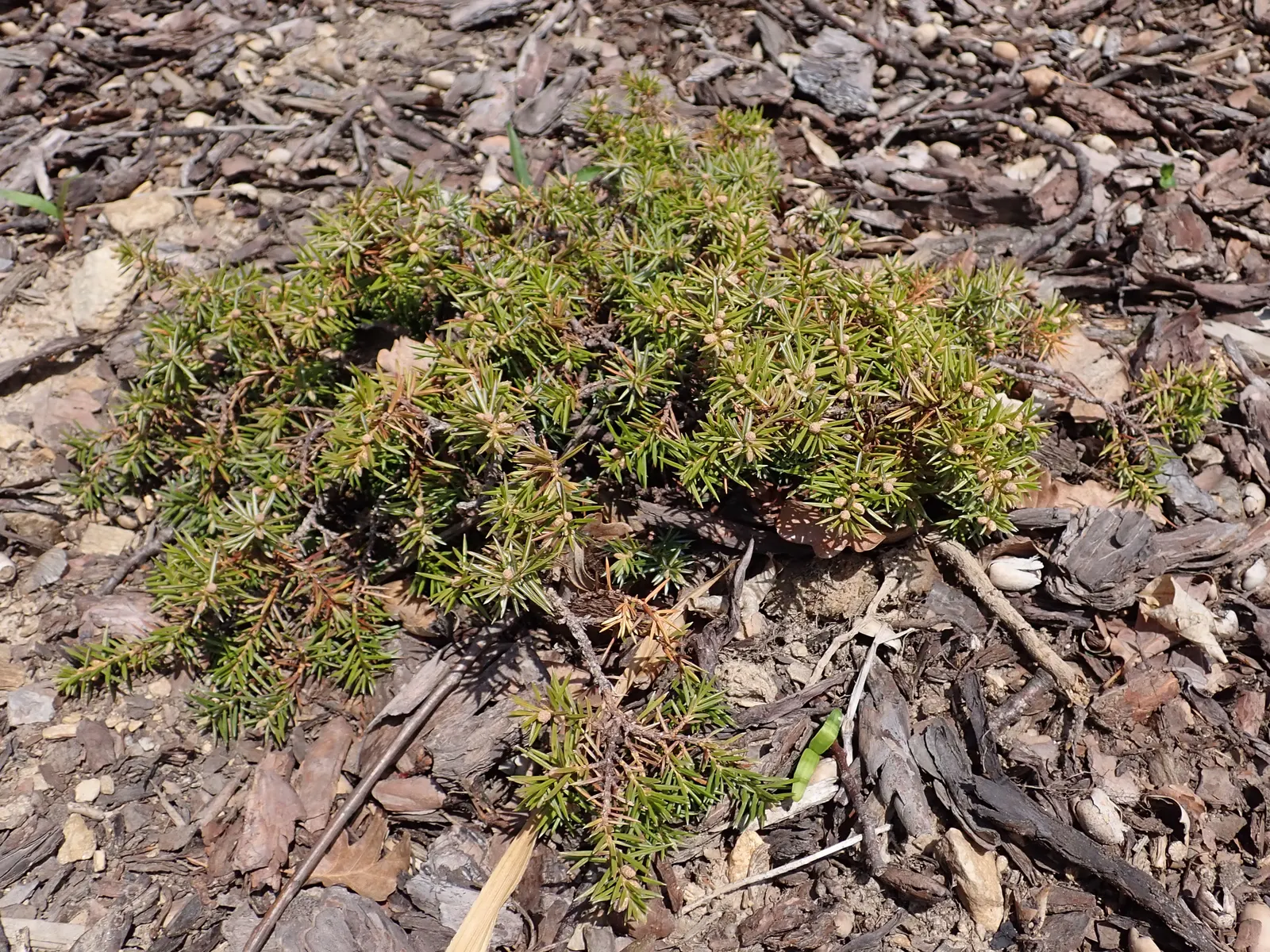 Shore Juniper (Juniperus Conferta) — This species is drought tolerant once established and requires well-draining soil; making it an excellent choice for