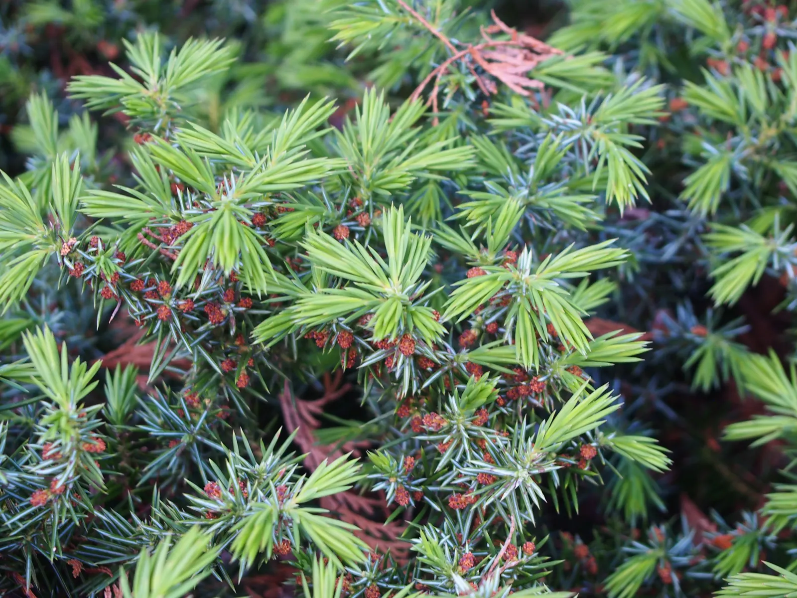 Shore Juniper (Juniperus Conferta) — promising year-round visual interest with minimal upkeep