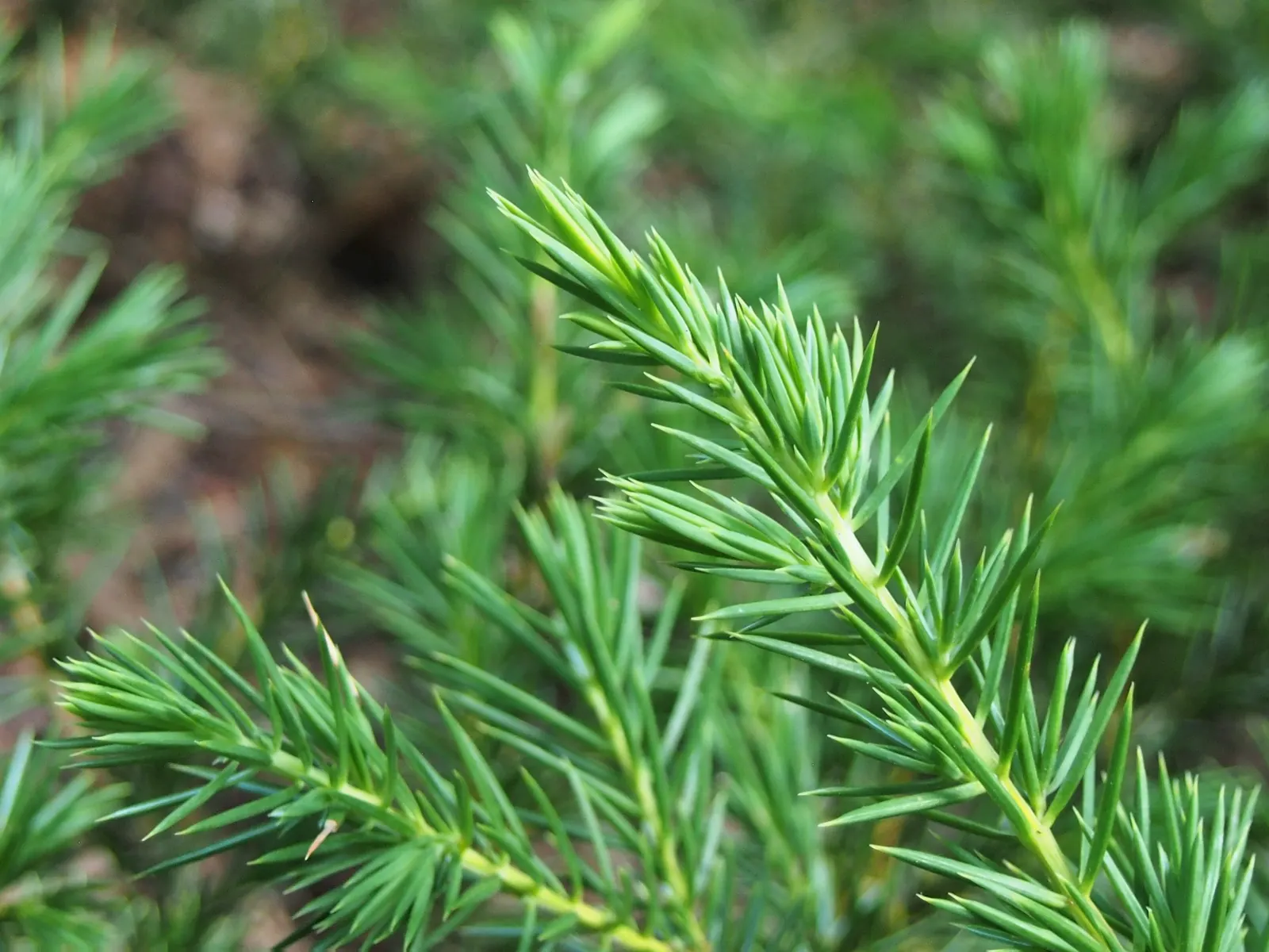 Shore Juniper (Juniperus Conferta) — It thrives in full sun, tolerates salt spray, and prefers well-drained soils; creating dense mats that are ideal for