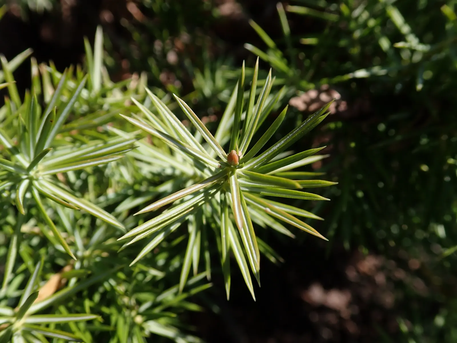 Shore Juniper (Juniperus Conferta) — Its resilient nature and attractive appearance make Juniperus conferta a staple in landscape design; making it an