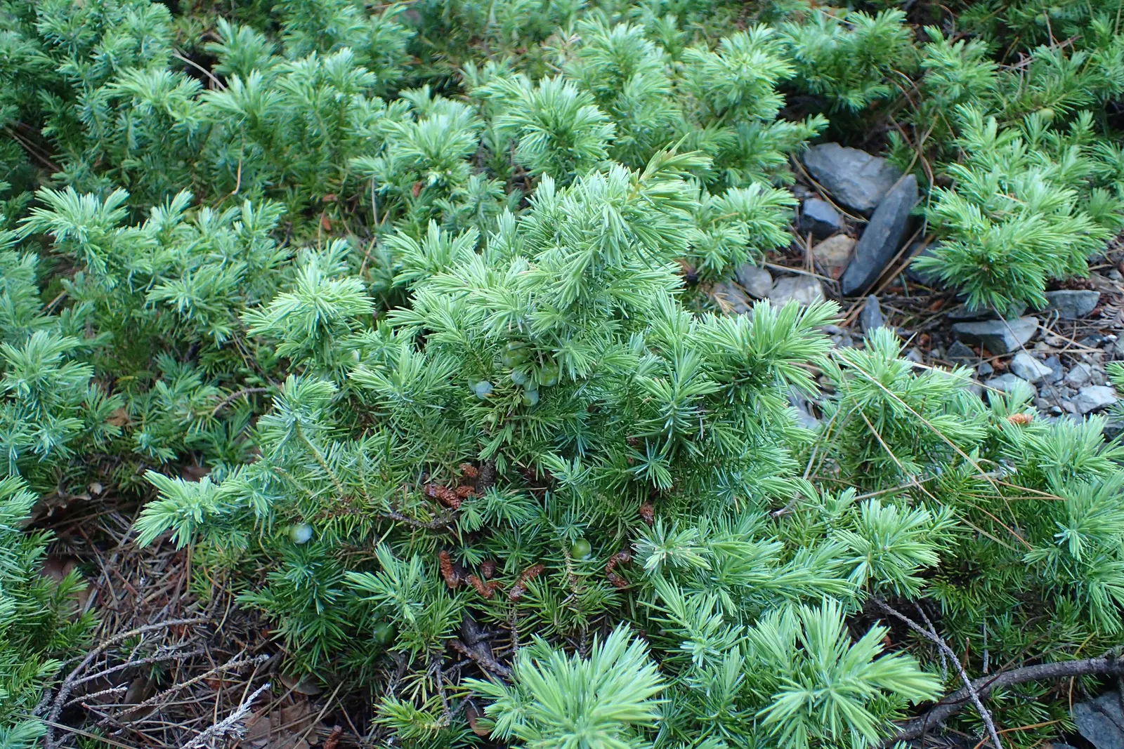 Shore Juniper (Juniperus Conferta) — conifer / ground cover / perennial for full or half