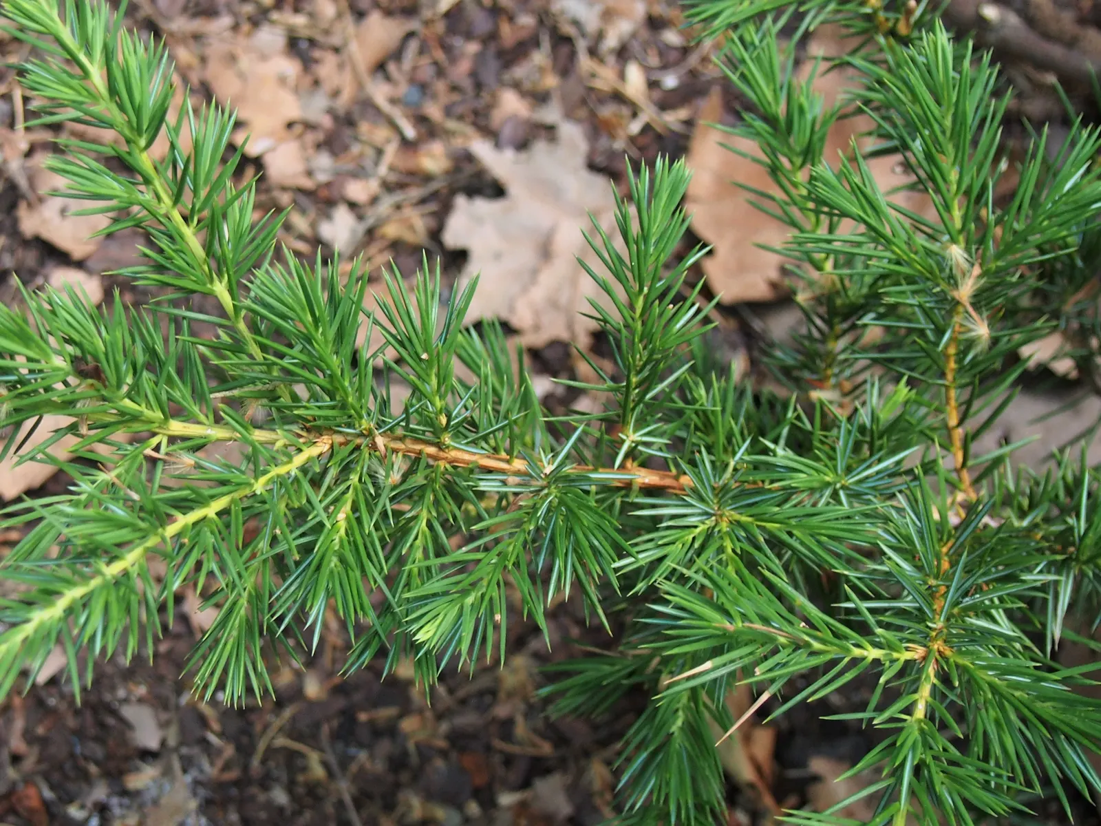 Shore Juniper (Juniperus Conferta) — This plant originates from Japan and exemplifies adaptability