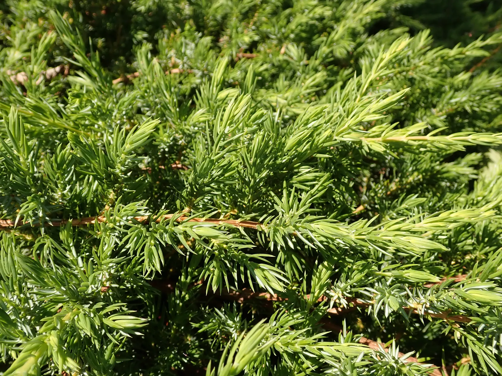 Shore Juniper (Juniperus Conferta) — Hardy in USDA zones 6 through 9, the Shore Juniper offers low maintenance year-round appeal; creating dense mats that are