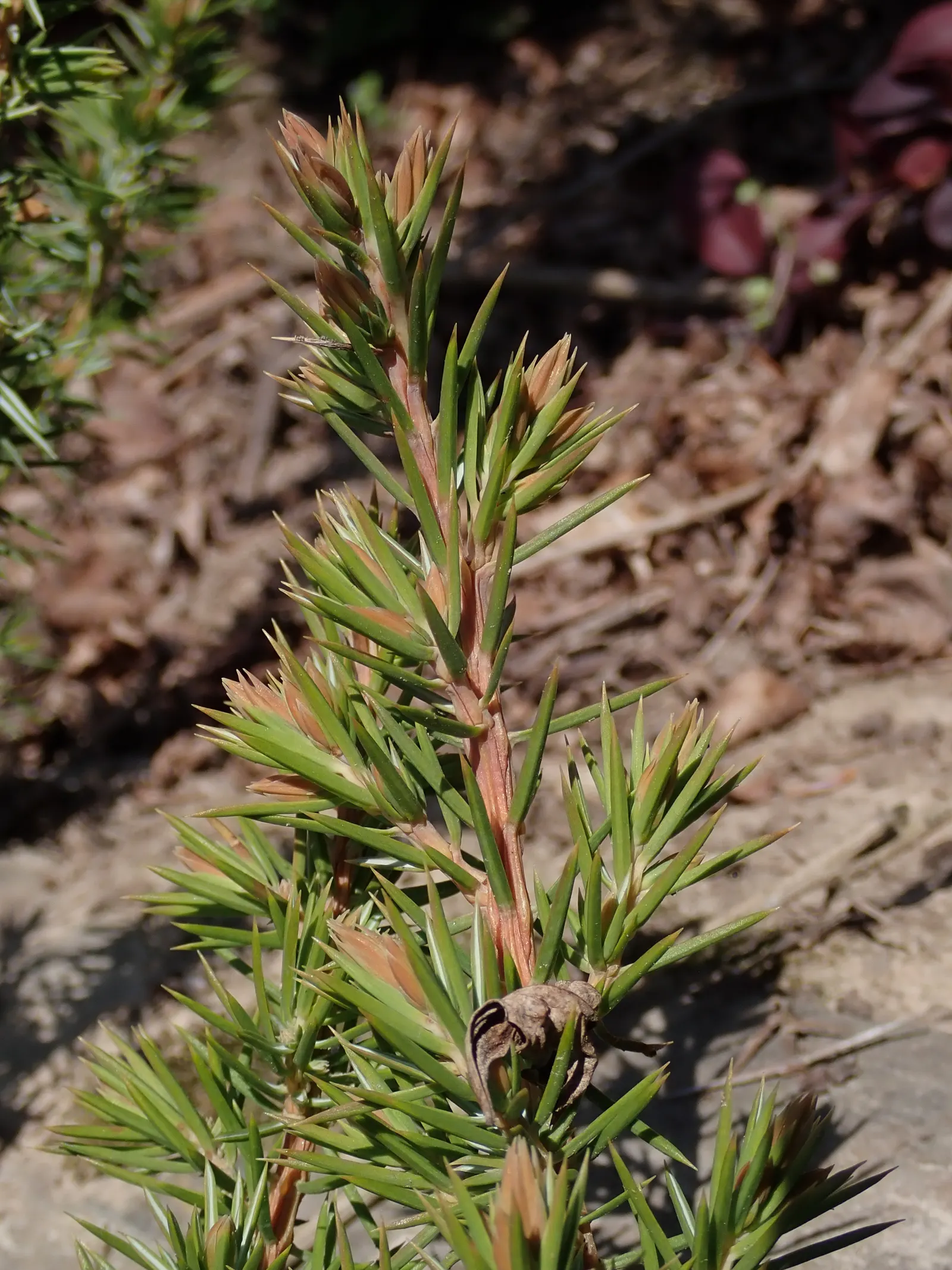 Shore Juniper (Juniperus Conferta) — Hardy in USDA zones 6 through 9, the Shore Juniper offers low maintenance year-round appeal