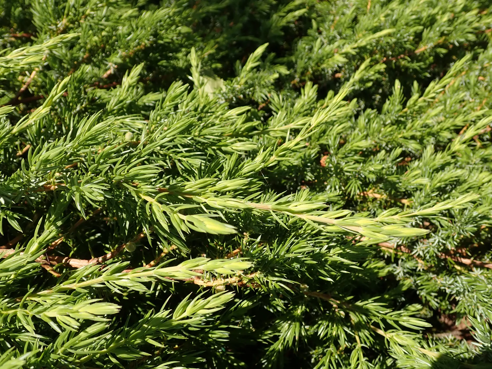 Shore Juniper (Juniperus Conferta) — It thrives in full sun, tolerates salt spray, and prefers well-drained soils