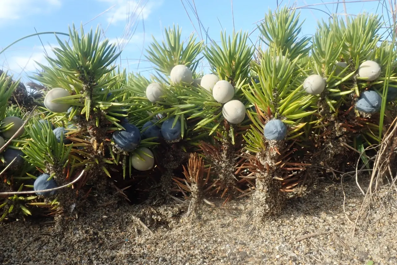 Shore Juniper (Juniperus Conferta) — The evergreen foliage presents a striking blue-green hue throughout the year
