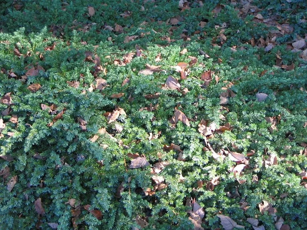 Shore Juniper (Juniperus Conferta) — Shore Juniper is a perfect selection for covering larger areas