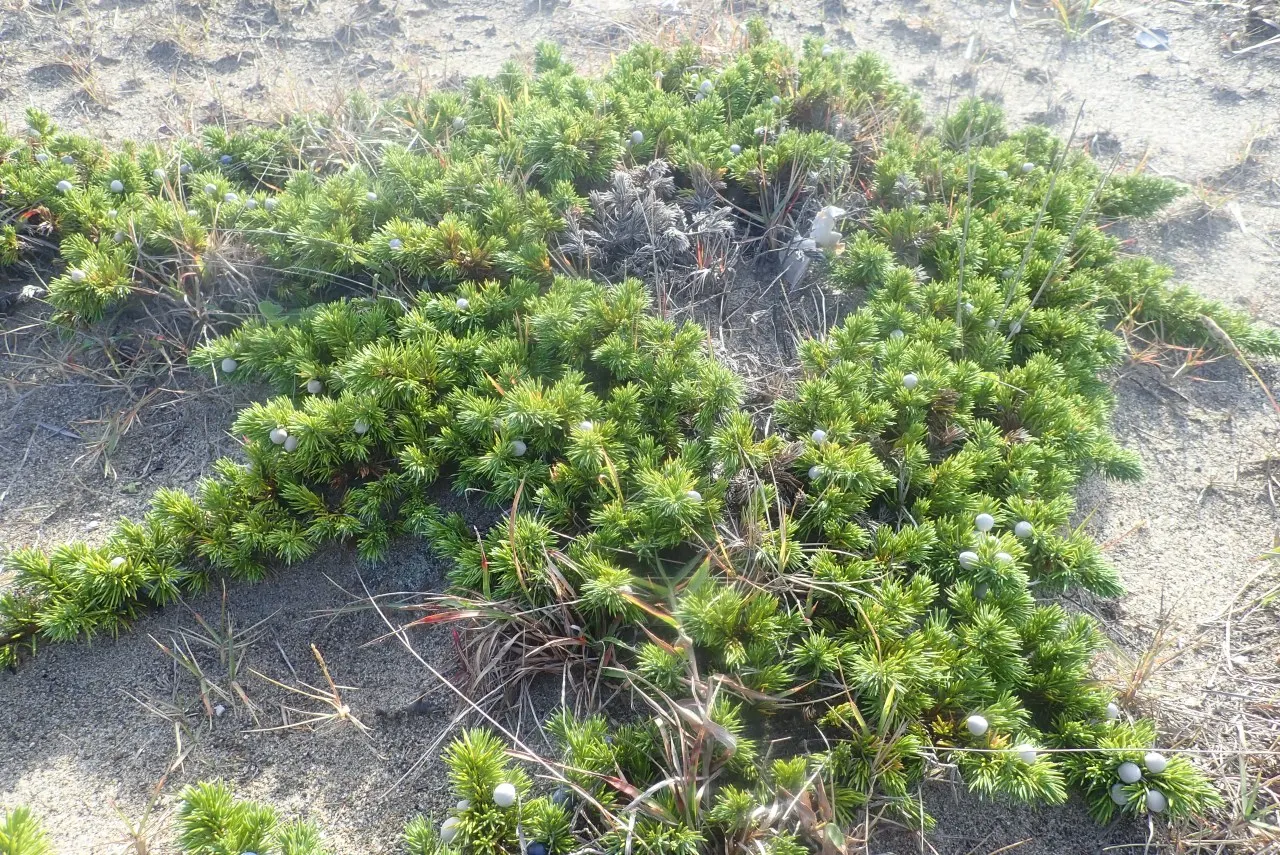 Shore Juniper (Juniperus Conferta) — The Shore Juniper, Juniperus conferta, is a robust, sprawling evergreen conifer ideal for ground cover